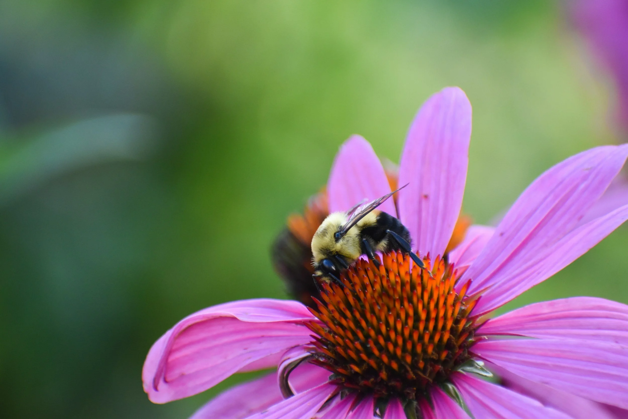 bumble bee pollinating a purple flower