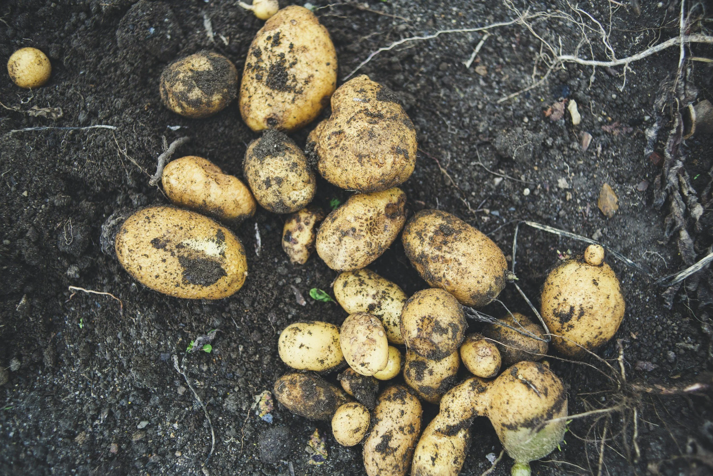 Children’s Garden Harvest