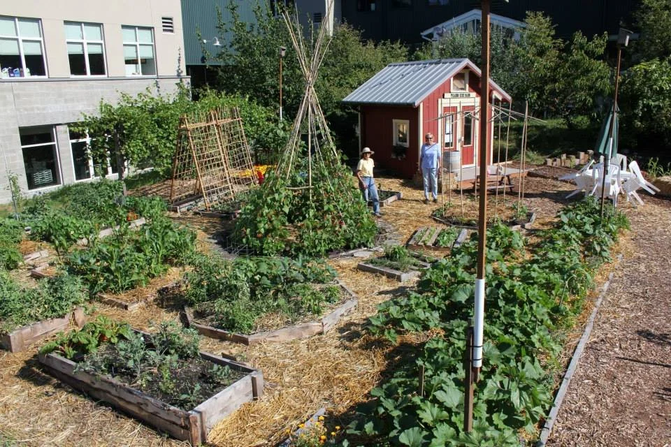 Children’s Garden: Winterize beds