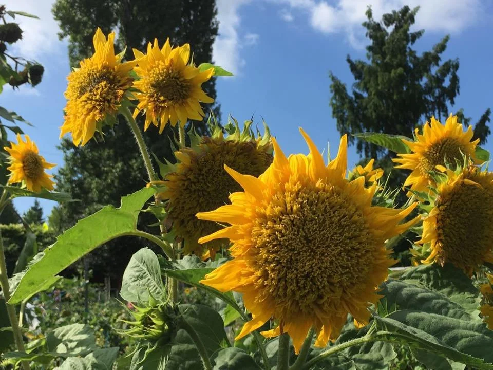 Children’s Garden: Flower Planting