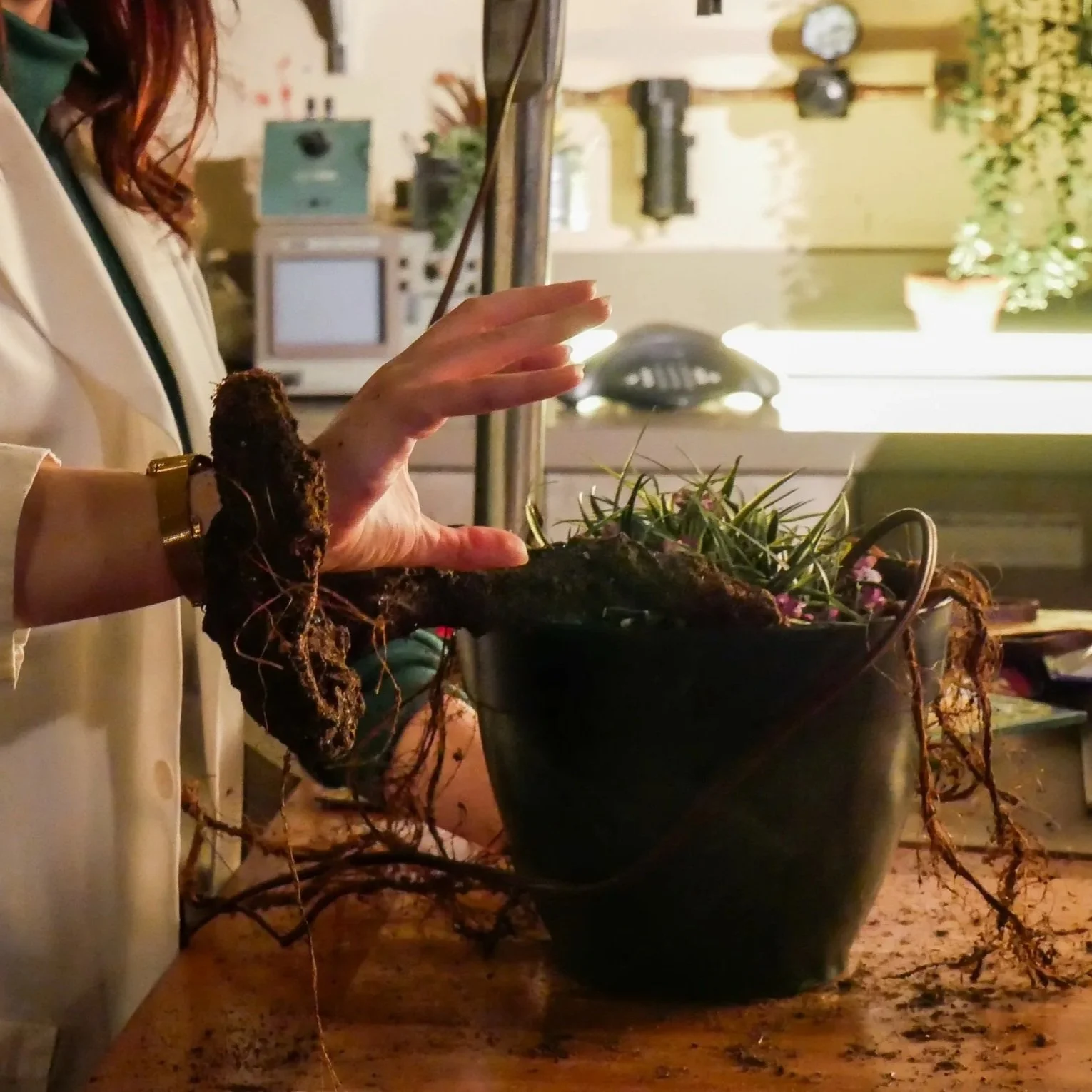 When a Doveweed Blooms