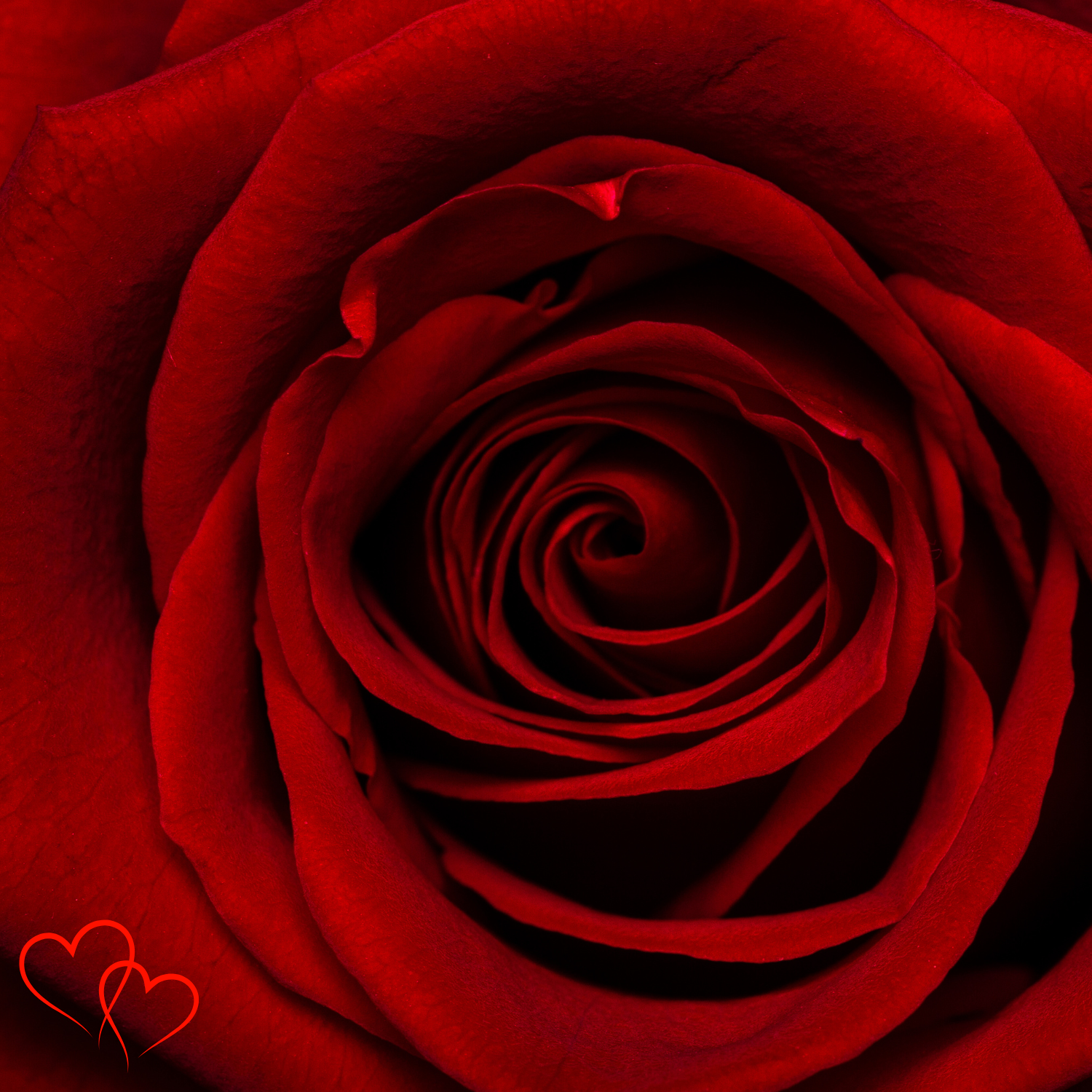 luscious red rose
