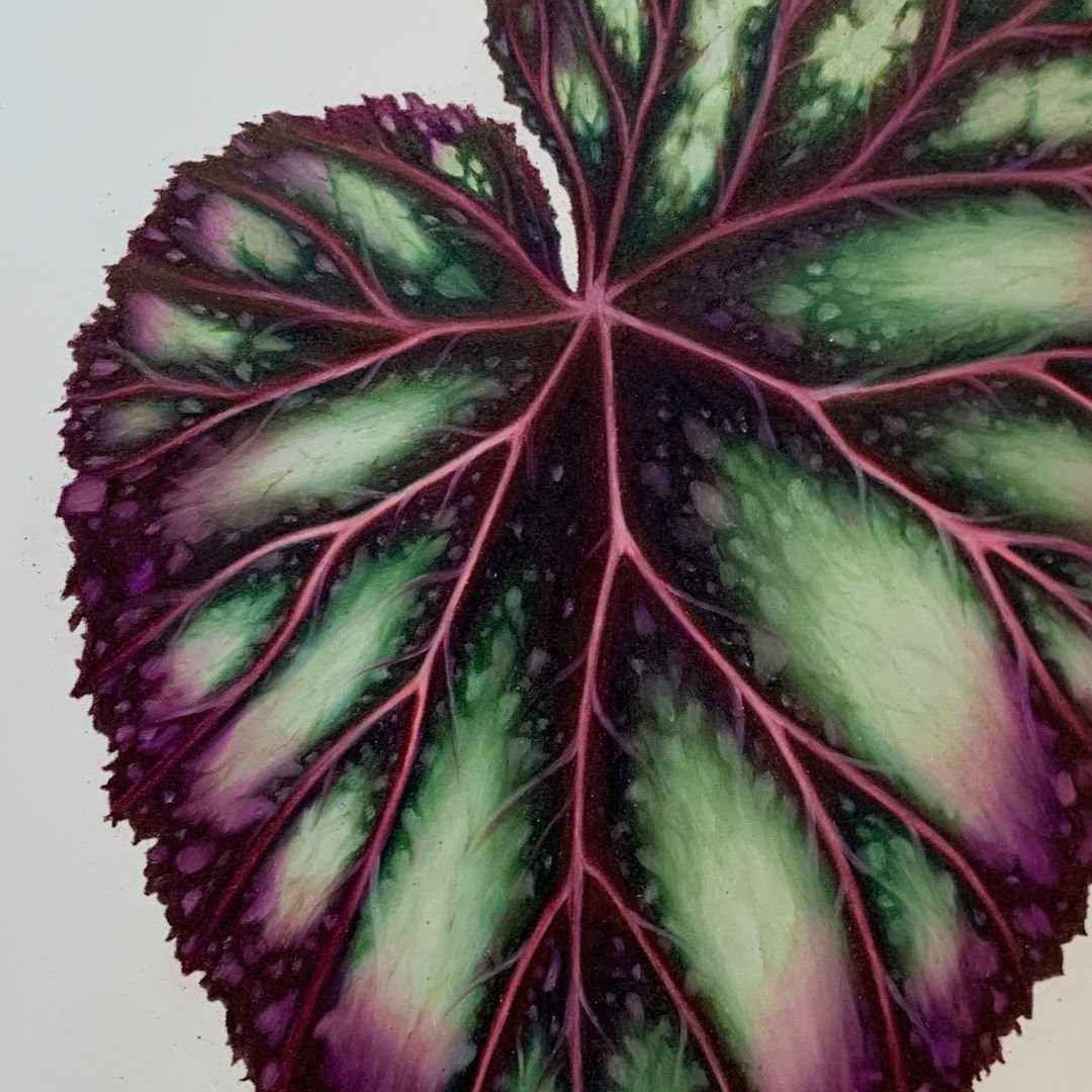Begonia Firework Study.jpg