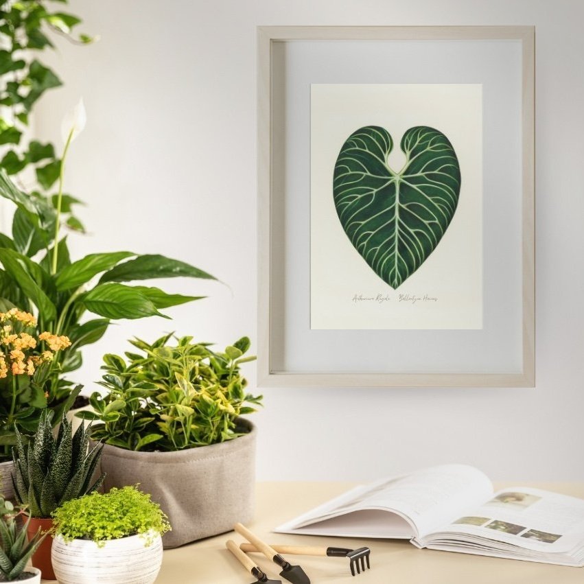 Ballantyne+Haines+Fine+Art+Print+-+Botanica+Collection+-+Anthurium+Regale+Shelfie.jpg