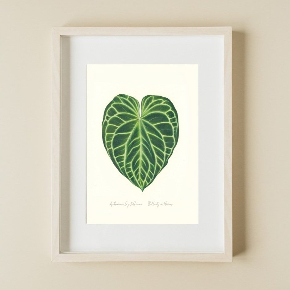 Ballantyne+Haines+-+Fine+Art+Print+-+Anthurium+Crystallinum.jpg