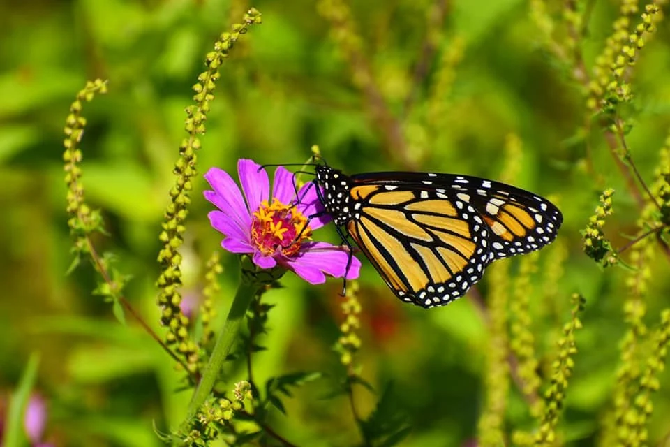 The Butterfly Experience & Market