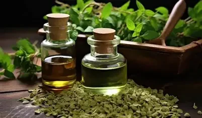 oregano oil.webp
