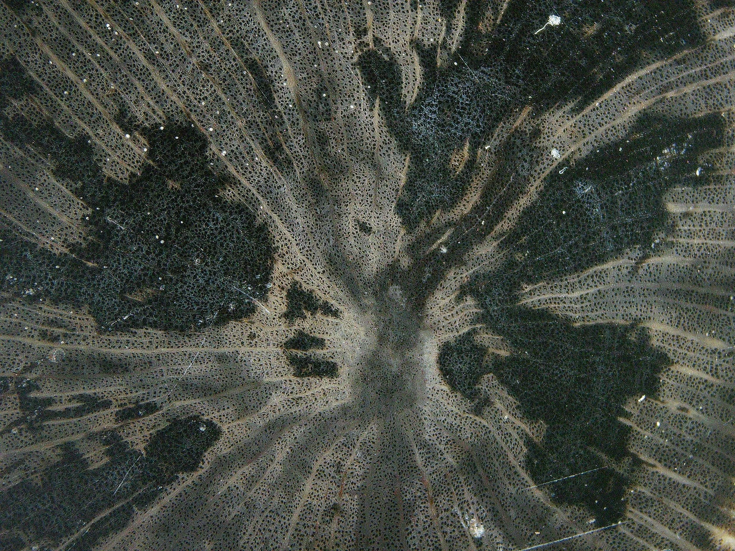 Close-up of a feather with intricate dark and light patterns, tiny dots, and fine lines.