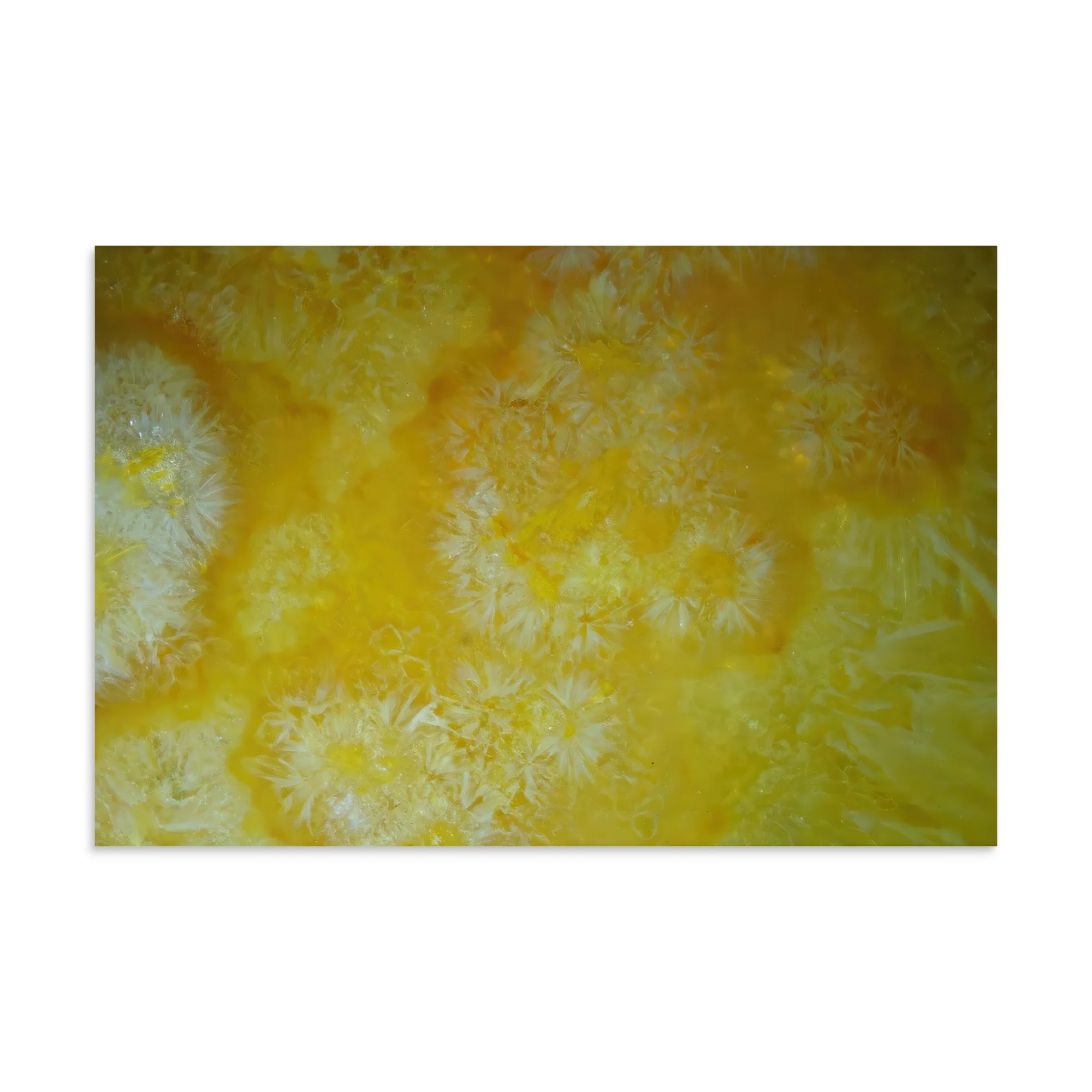 premium-luster-photo-paper-poster-(in)-8x12-front-6a38a57e59e33.jpg