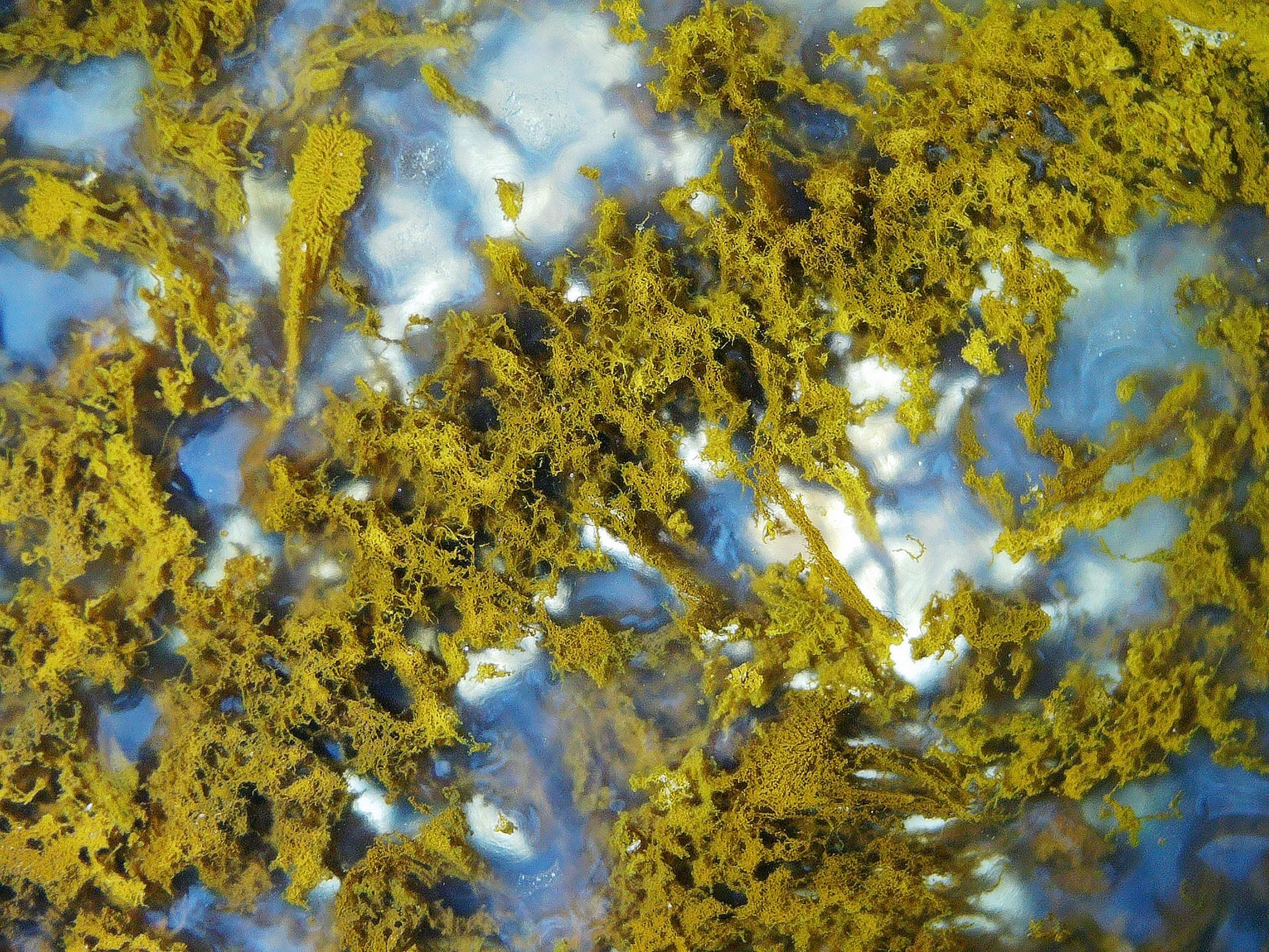 Moss 5.JPG