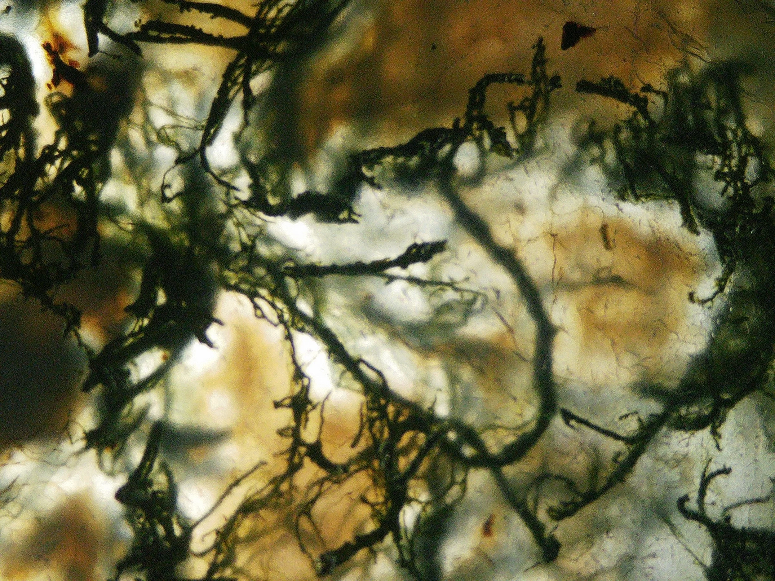 Moss 1.JPG
