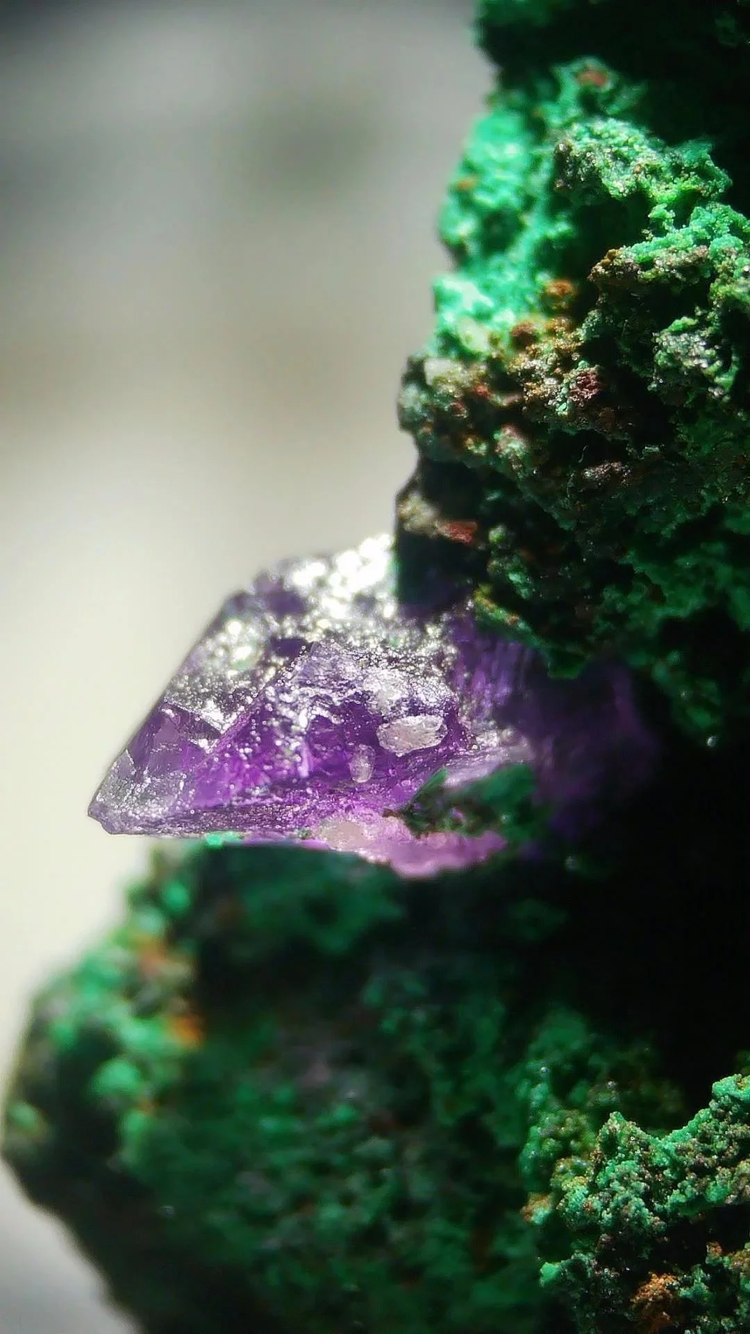 Close-up of a purple crystal embedded in green mineral.