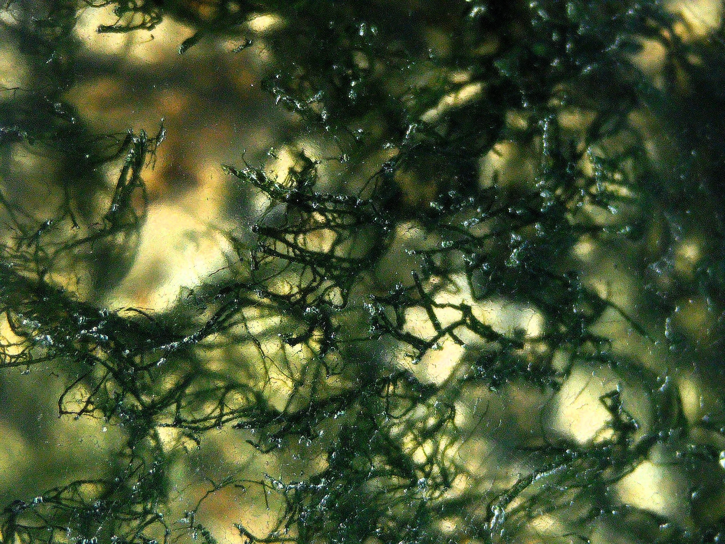 Moss 3.JPG