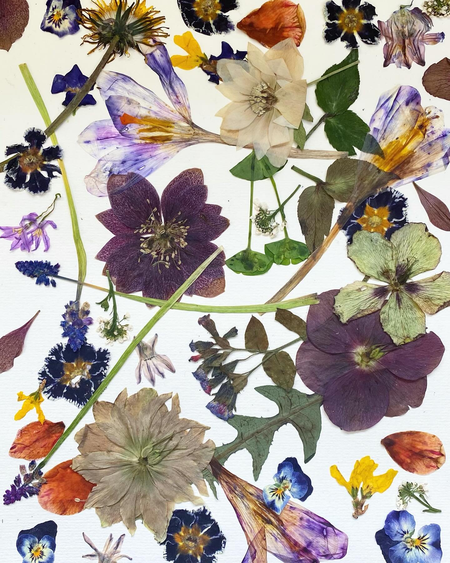 How many of these do you know the names of?
Early Spring pressed flowers.