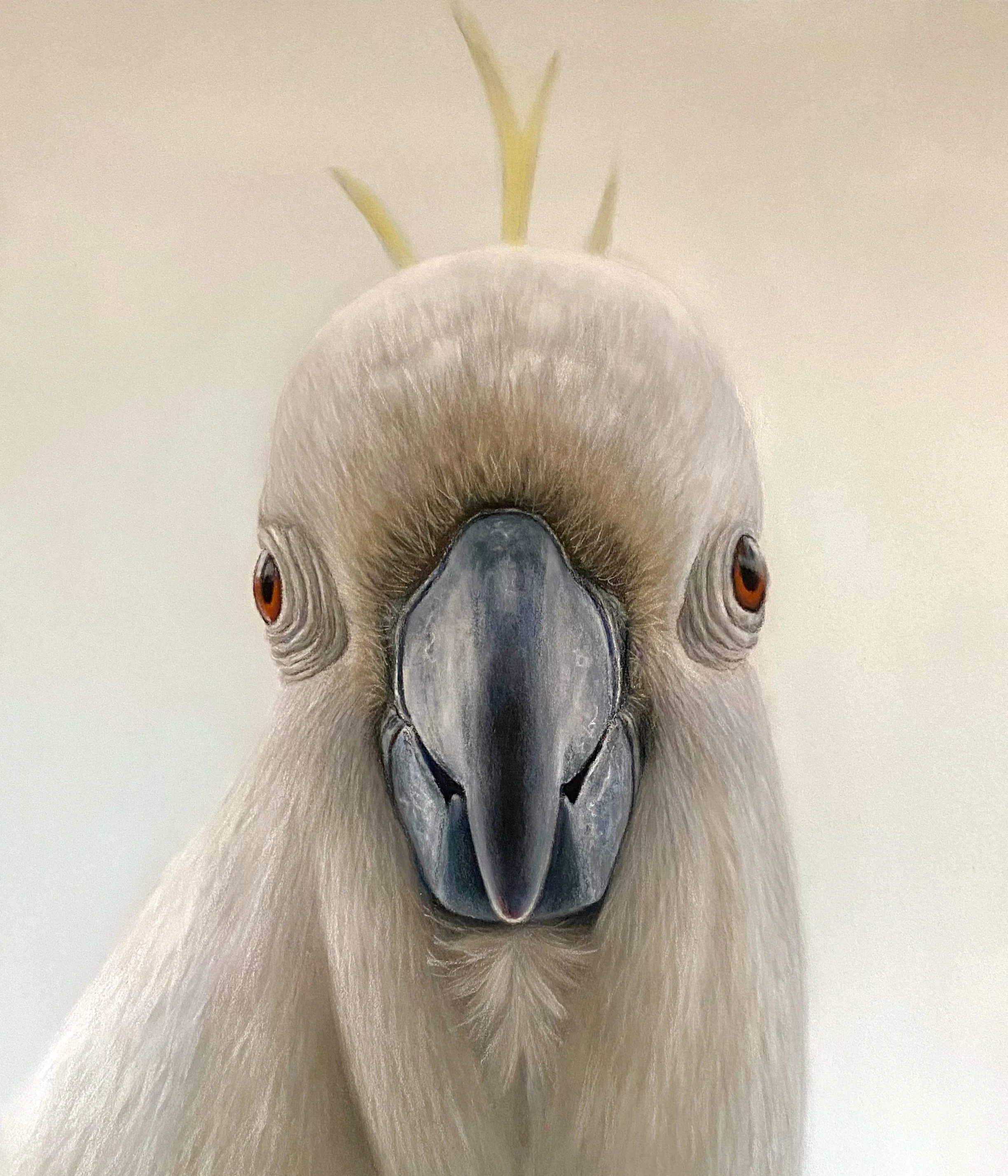 Cockatoo Portrait - Pastel Drawing