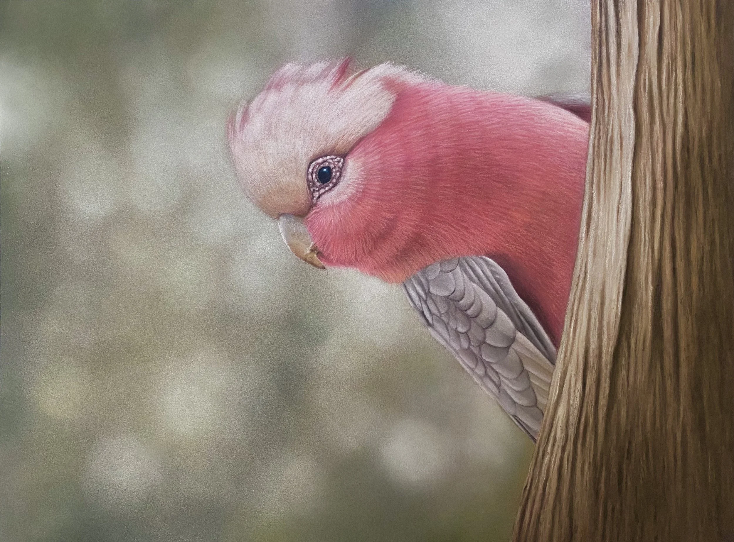 'Curiosity' - Pastel Drawing