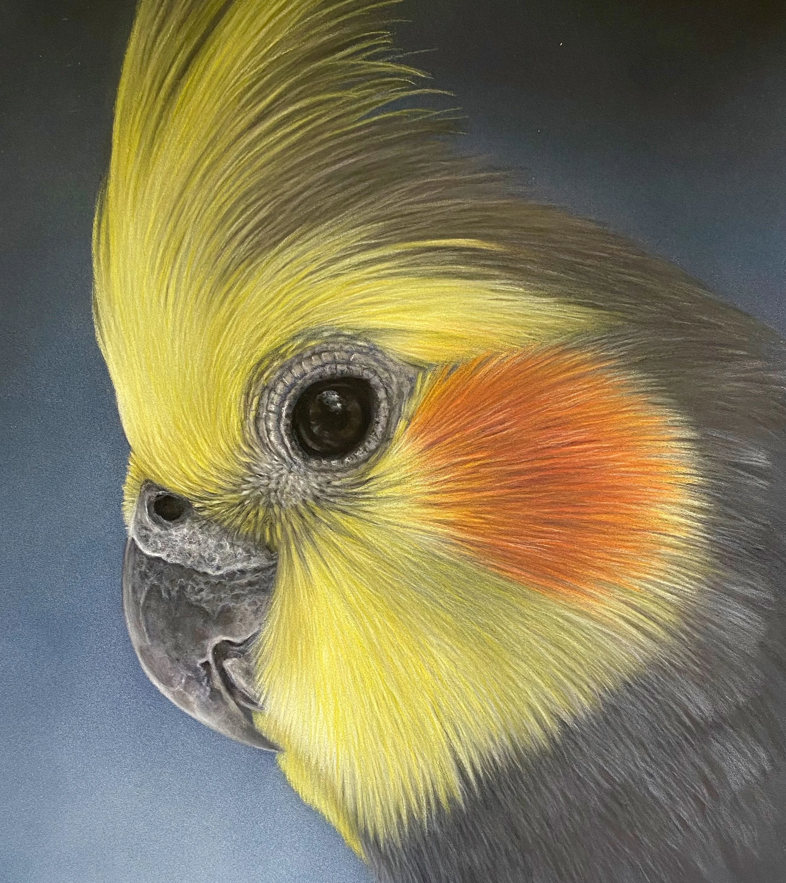 Cockatiel - Pastel Drawing