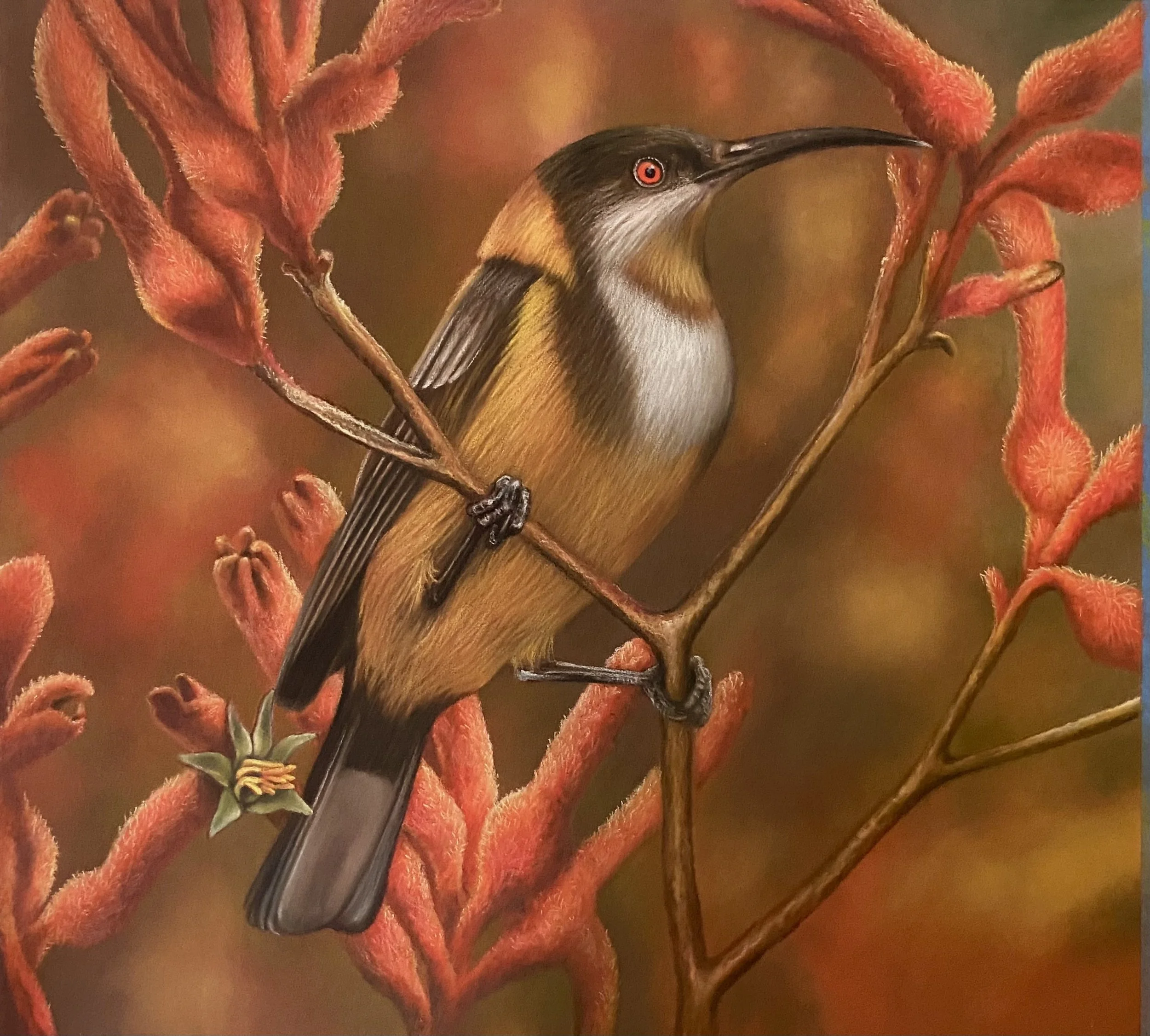 'Spinebill Blush' - Pastel Drawing