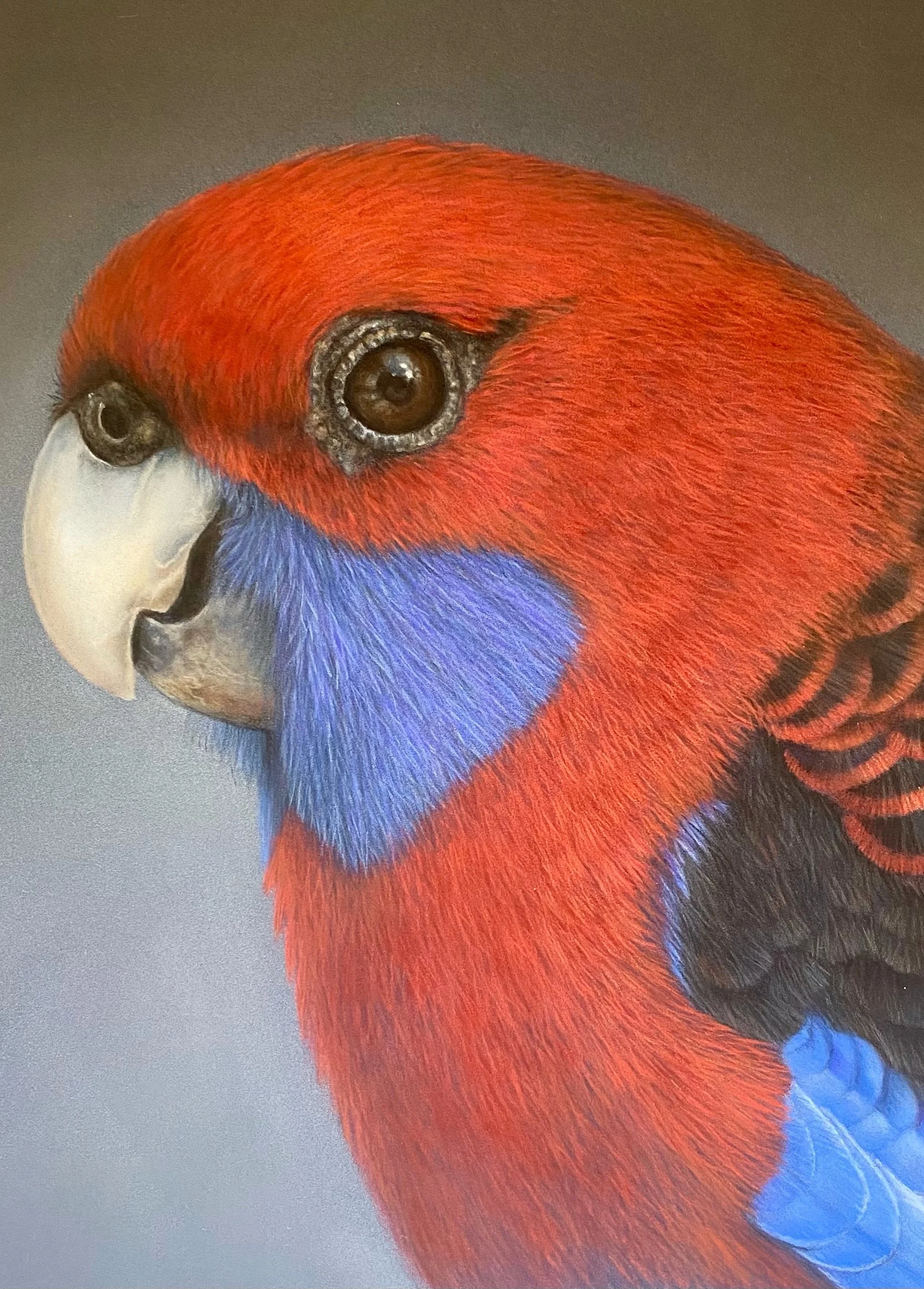 Crimson Rosella - Pastel Drawing