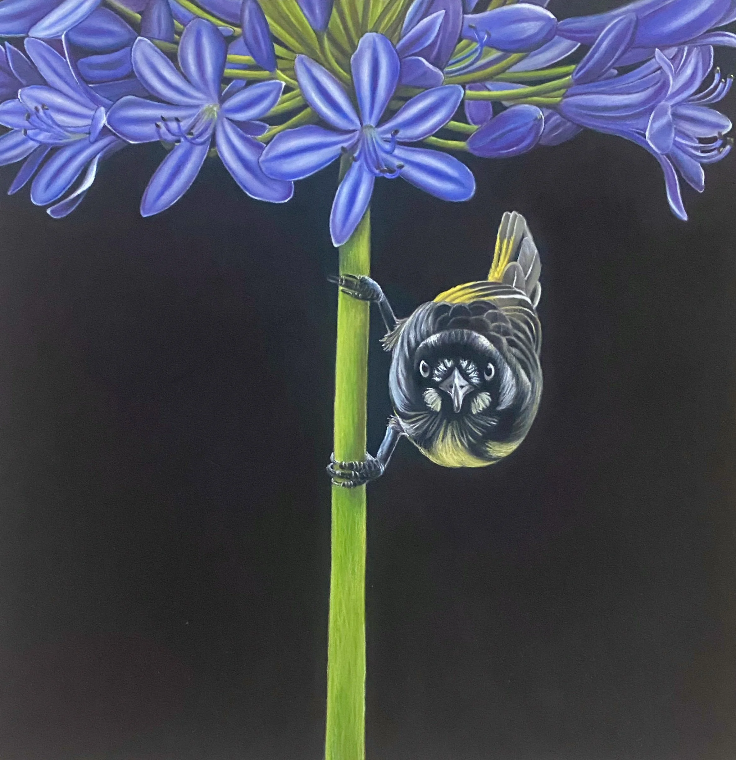 New Holland Honeyeater - Pastel Drawing