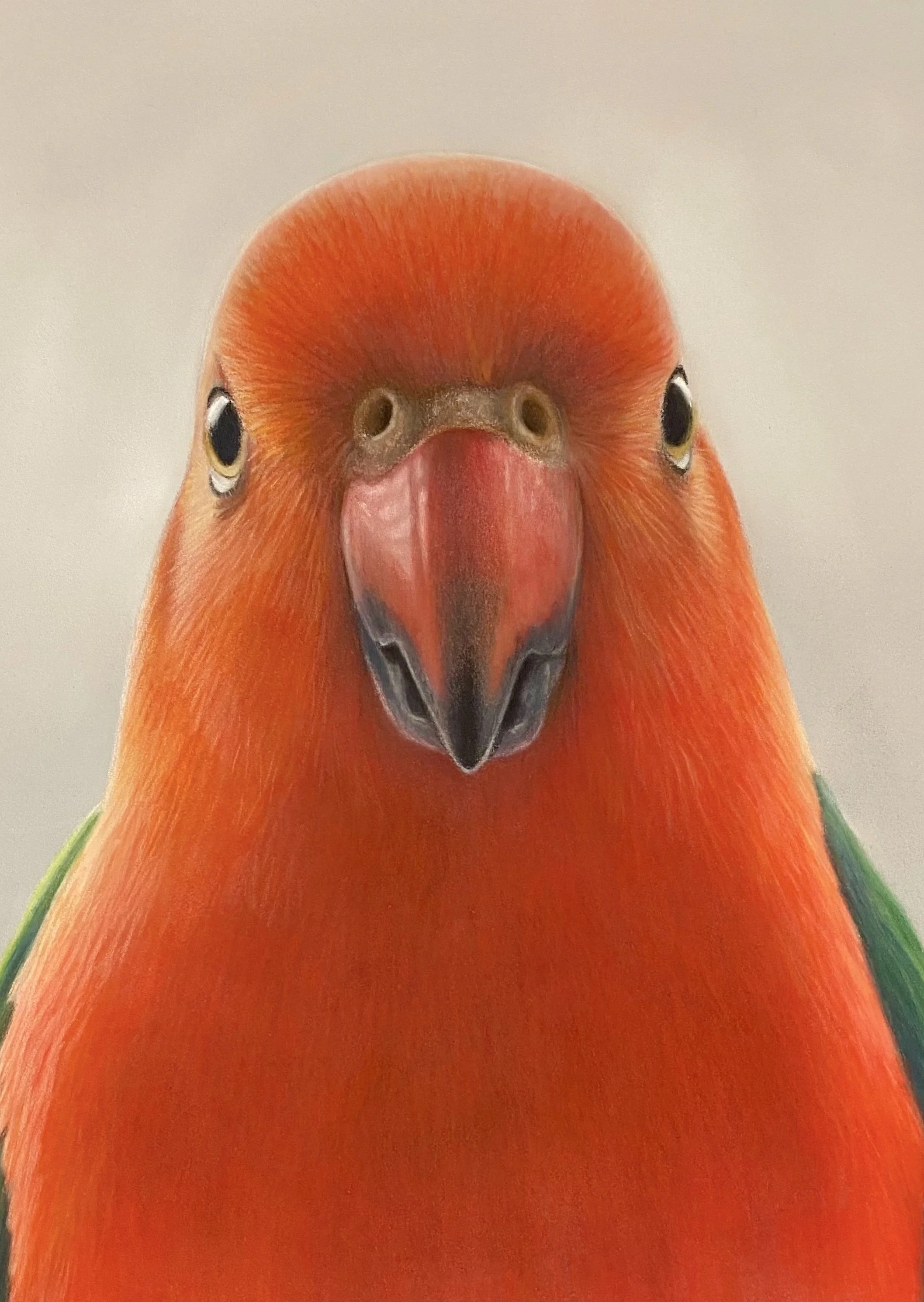 King Parrot - Pastel Drawing