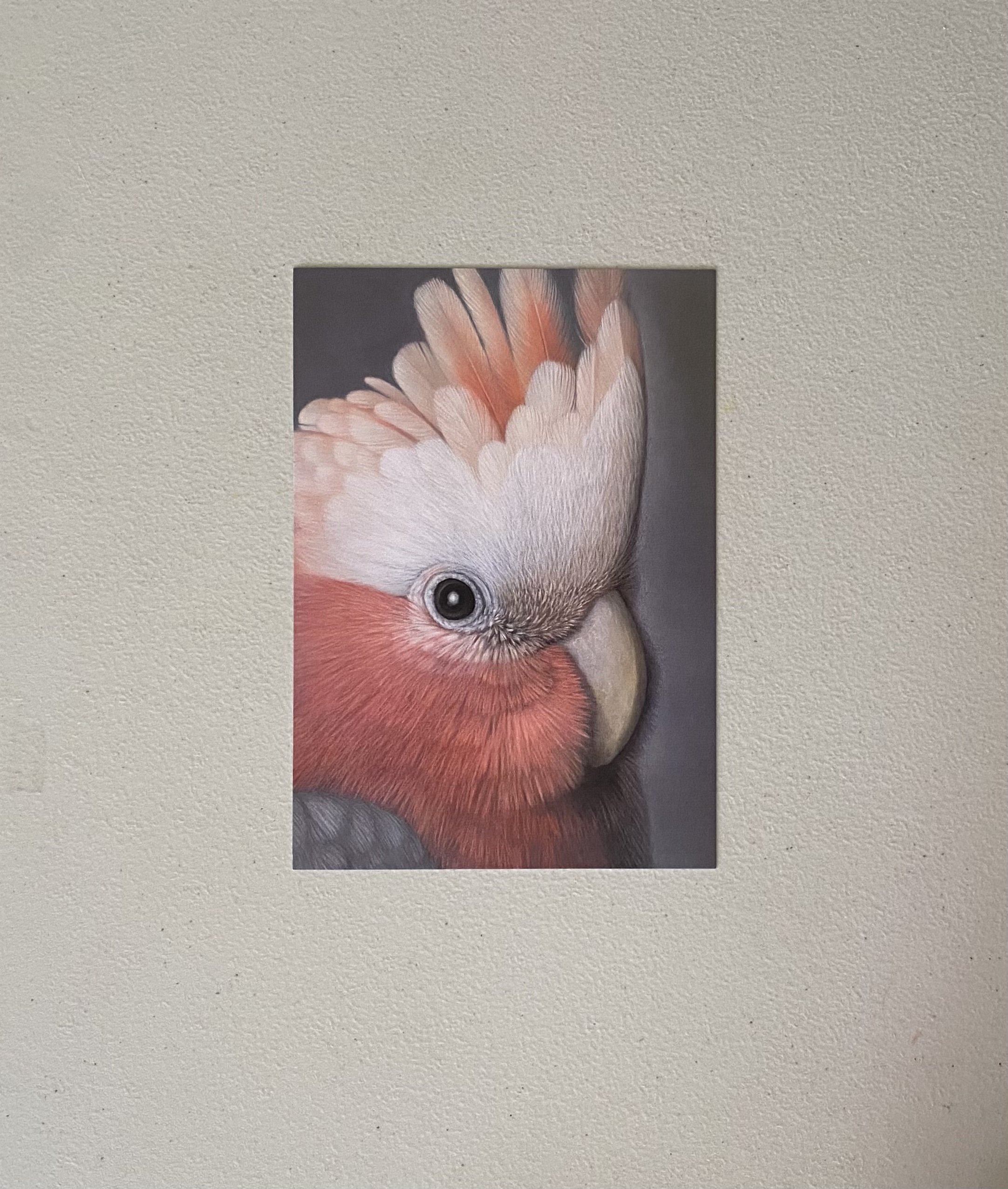 mini_galah_print_image.jpg