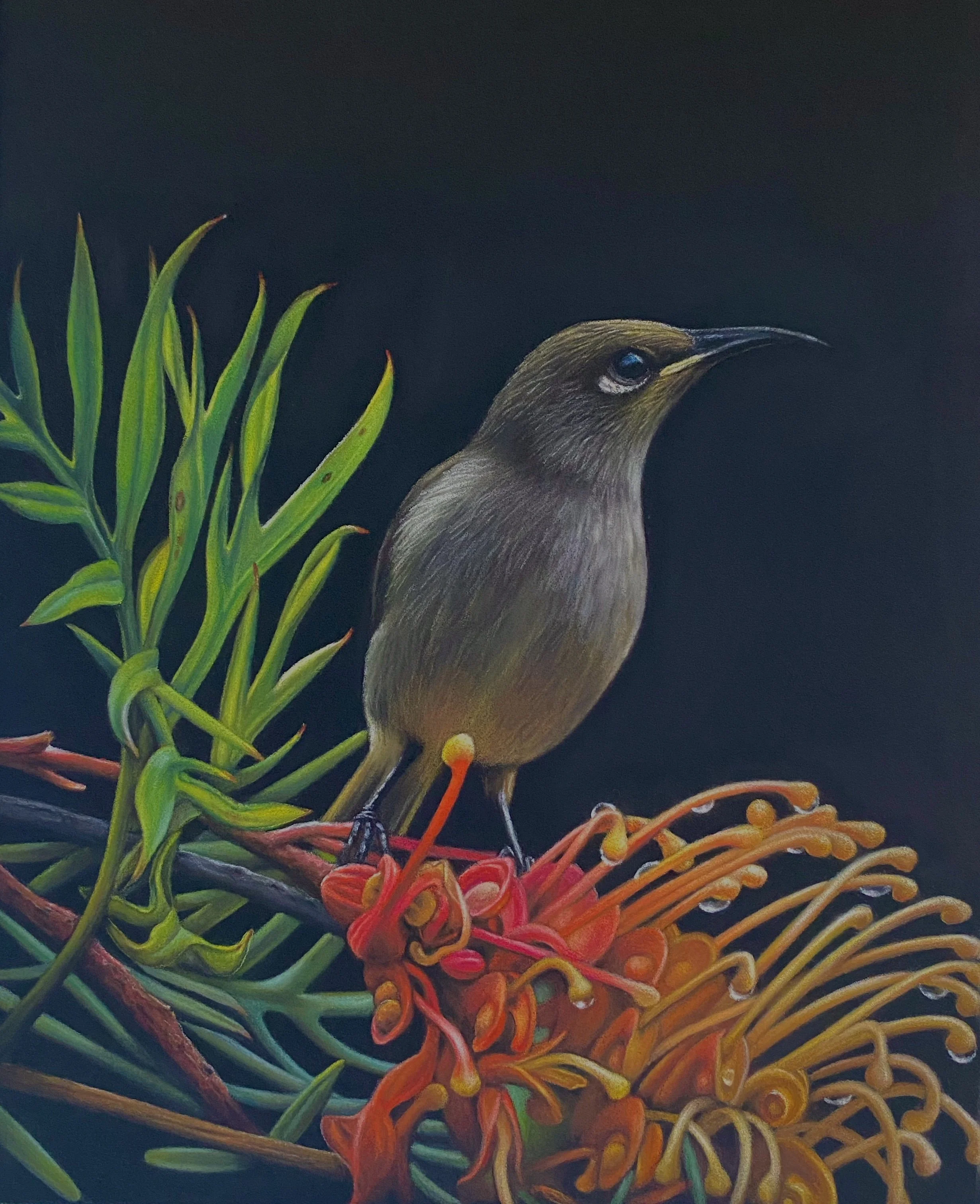 'Grevillea Wattle' - Pastel Drawing