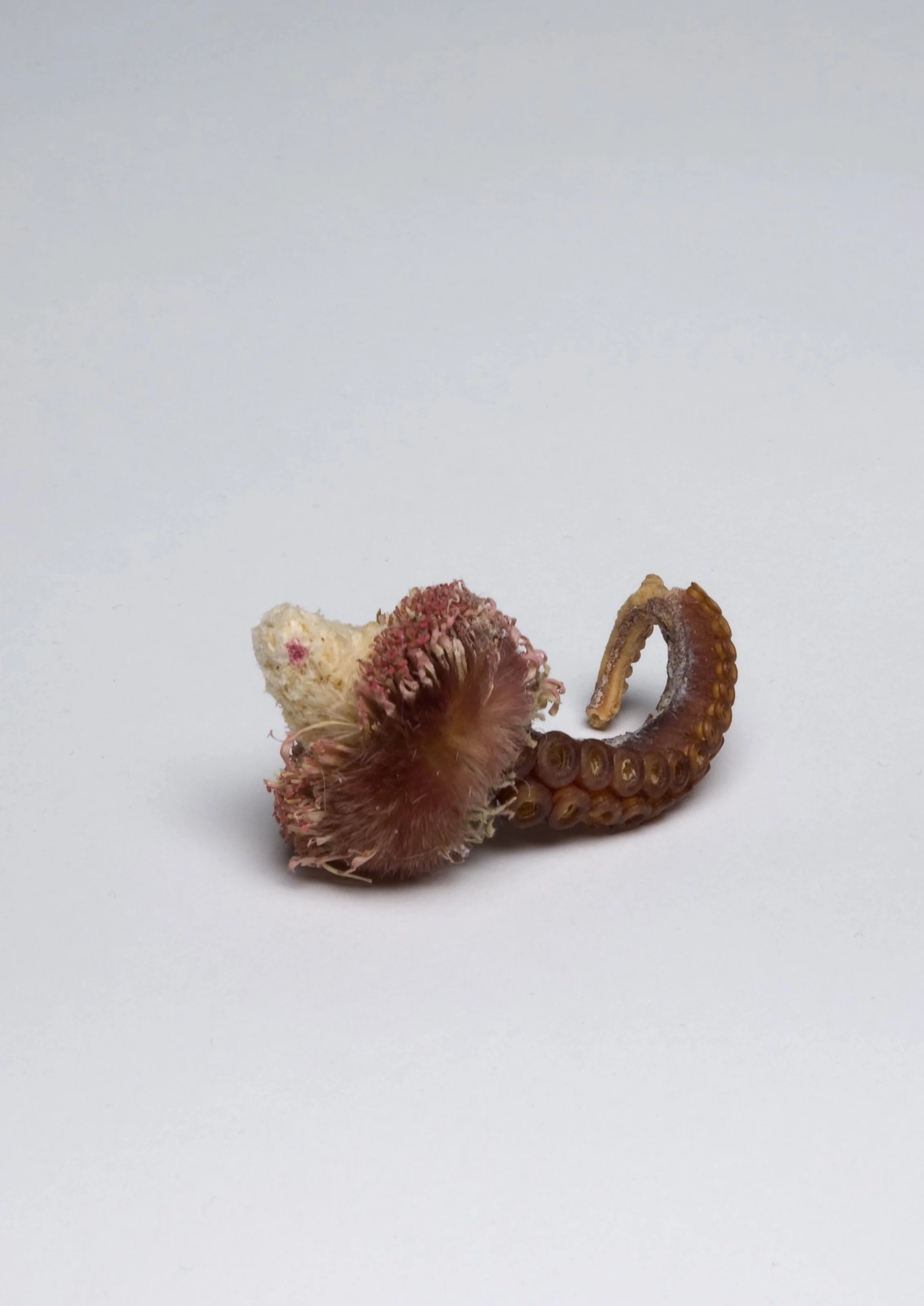 Untitled (Octopus, Corn and Flower)