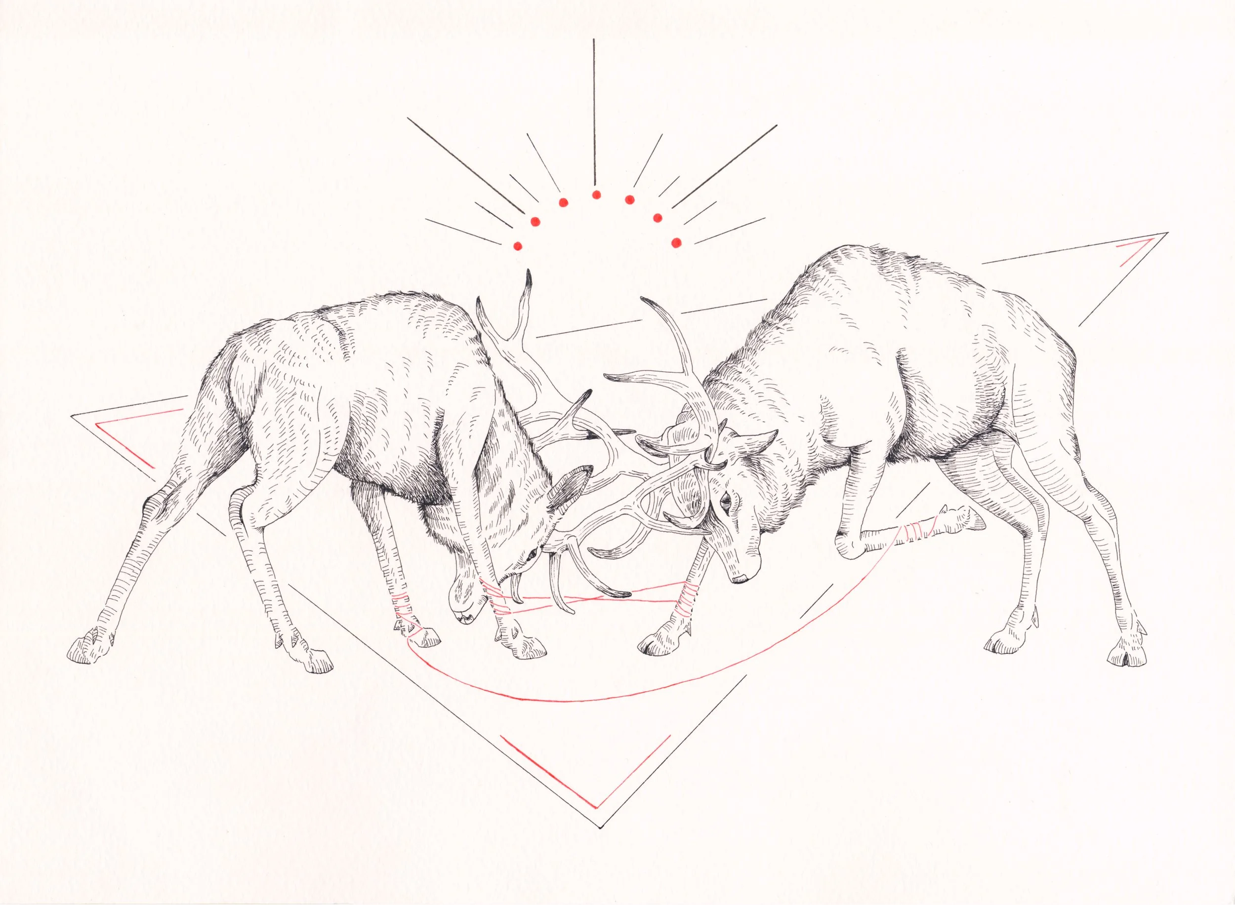 sabrinafox -deer.jpg