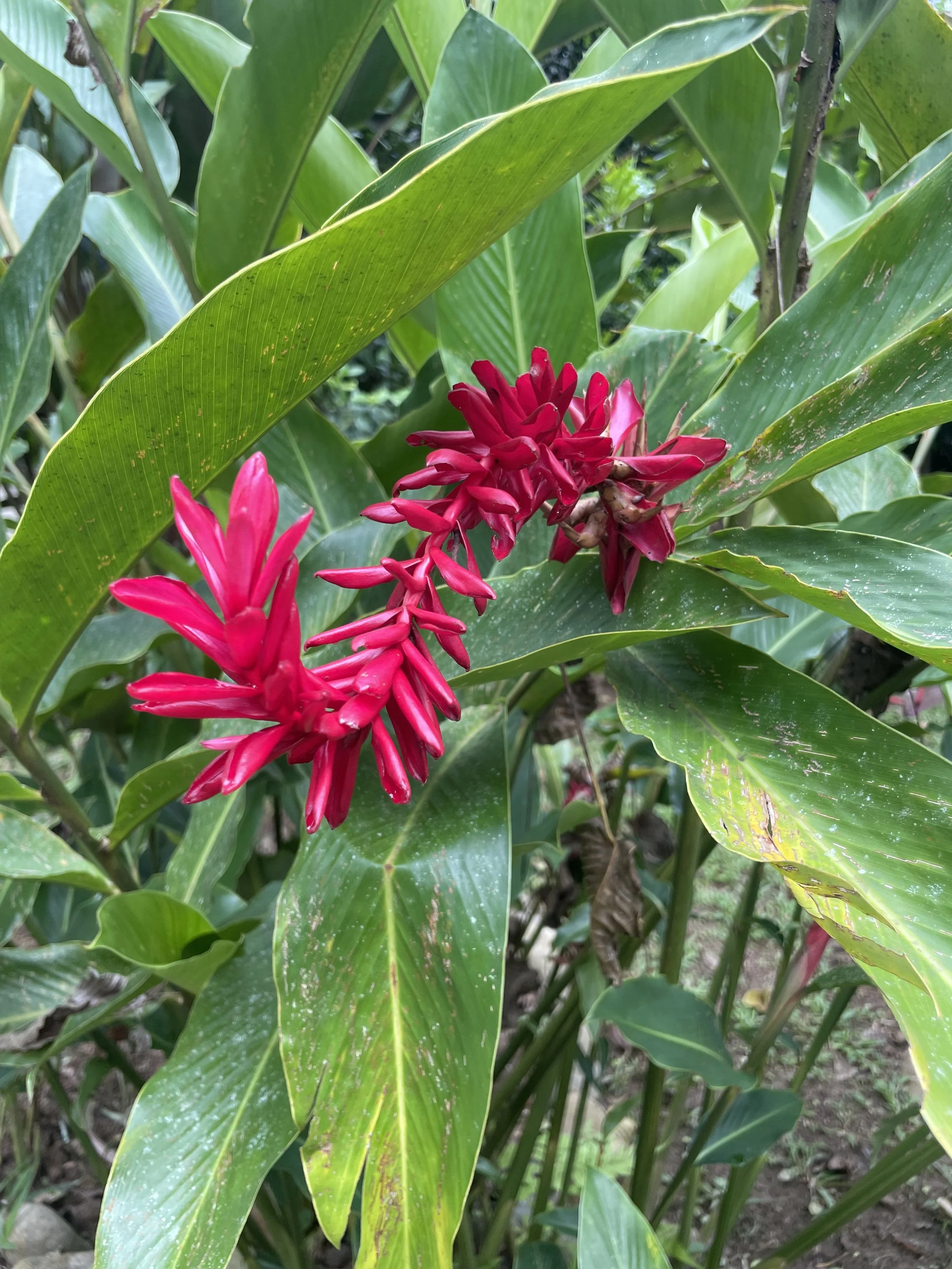 The jungle alive with color, texture, and quiet intelligence.