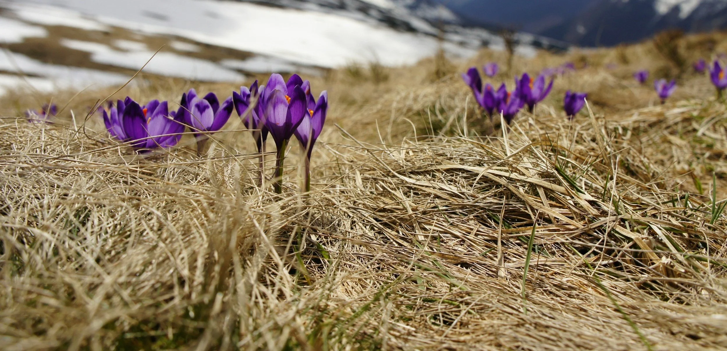 Purple crocus flowers blooming amidst dry grass and snow patches in a mountain landscape.