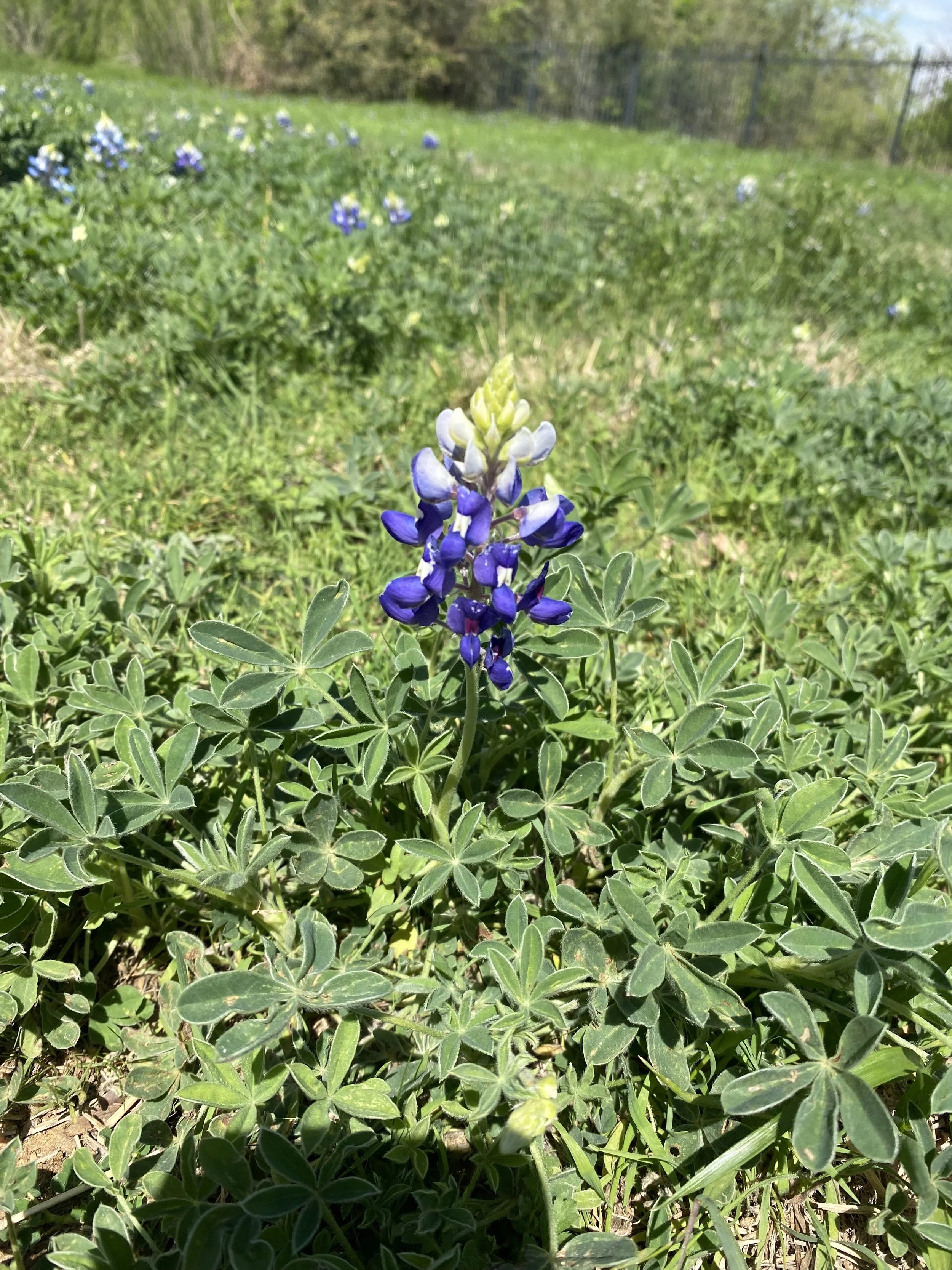 Close image of a Texas Bluebonnet