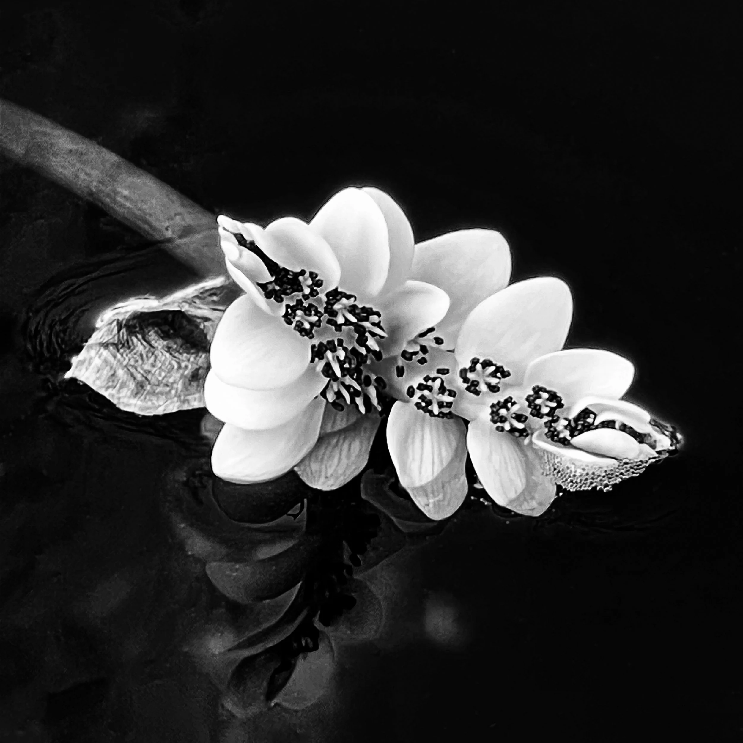 Water Hawthorn