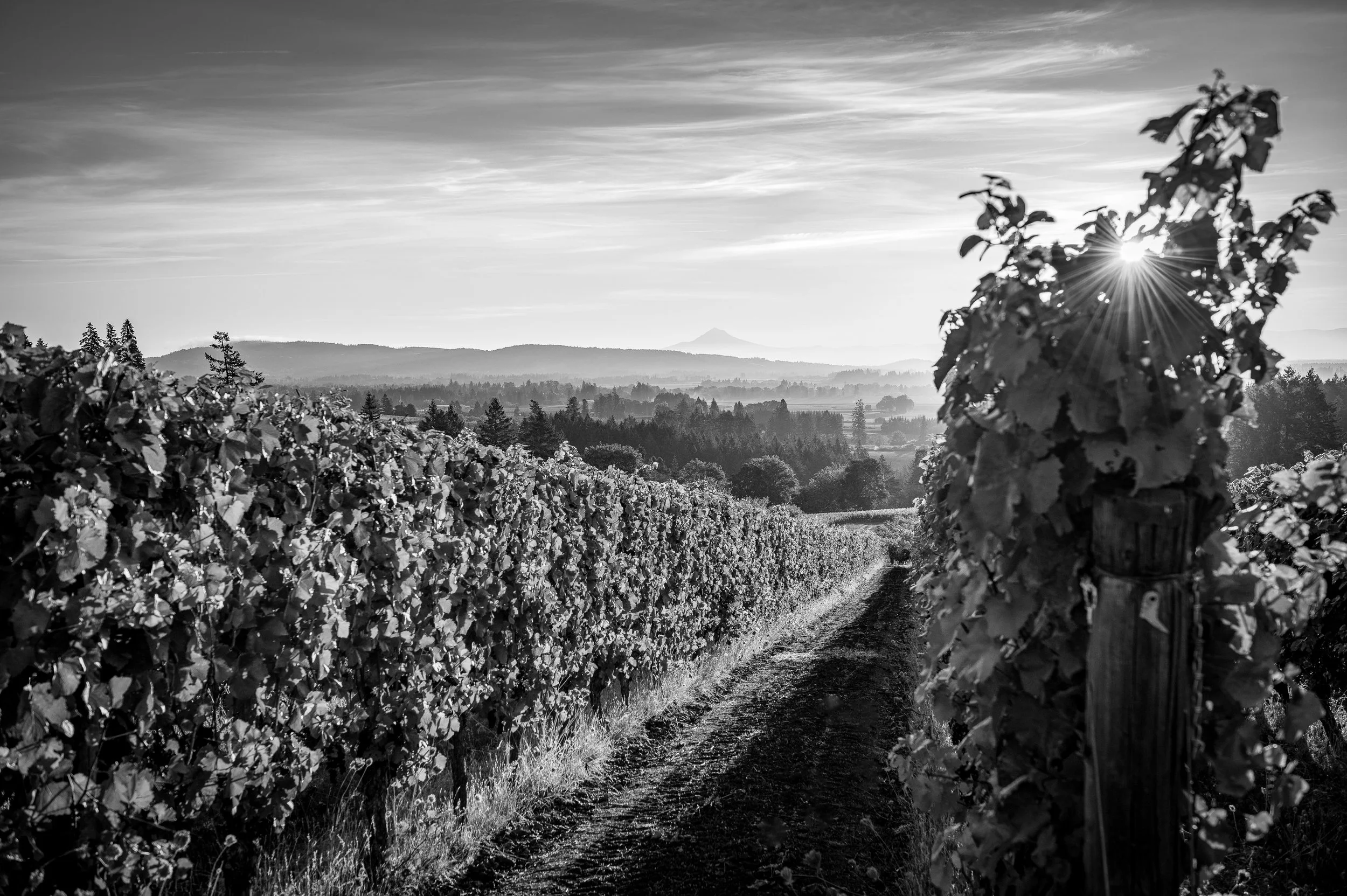 8x12airen_vandevoort_DSC1555.jpg