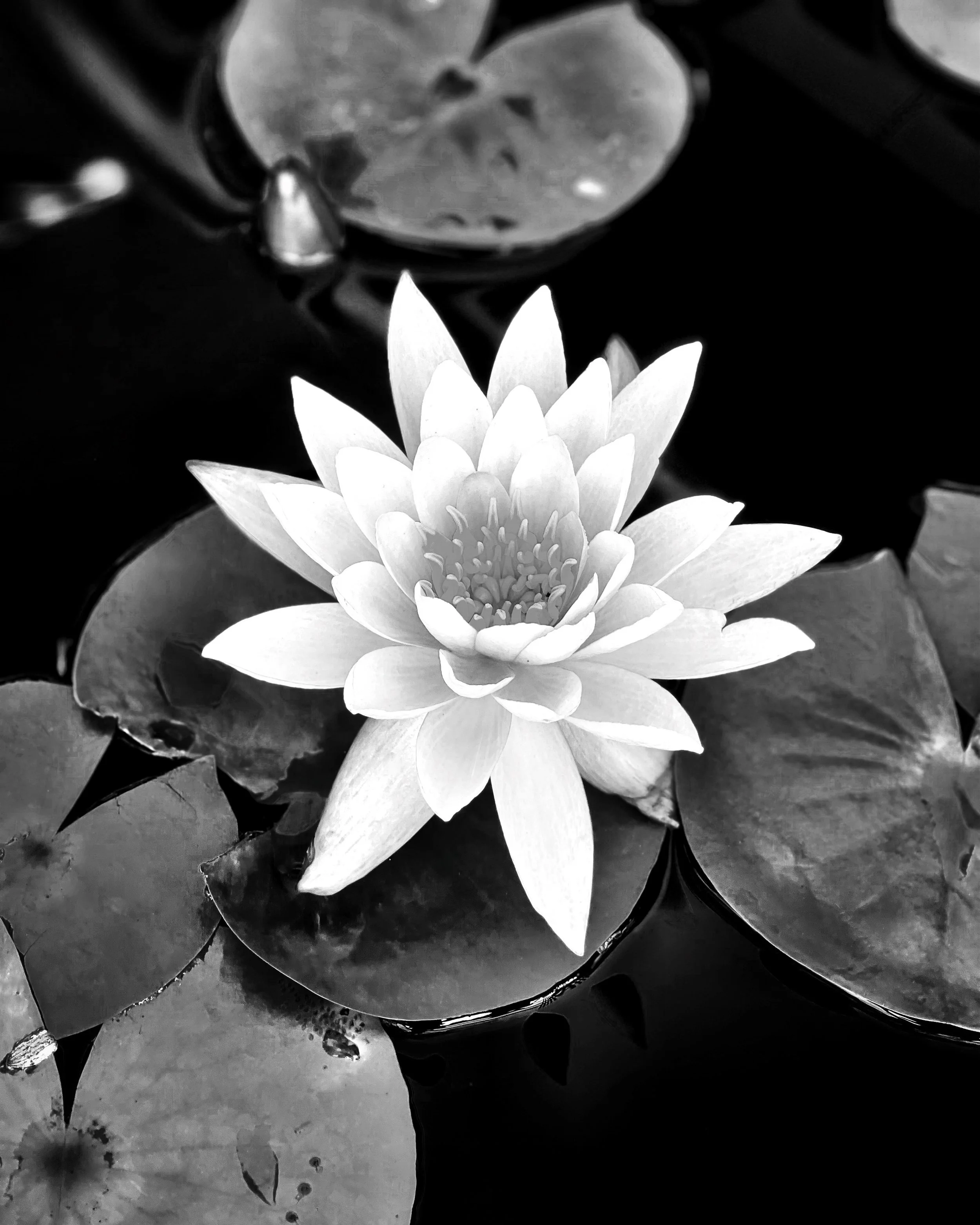 8x10 Water Lily.jpg