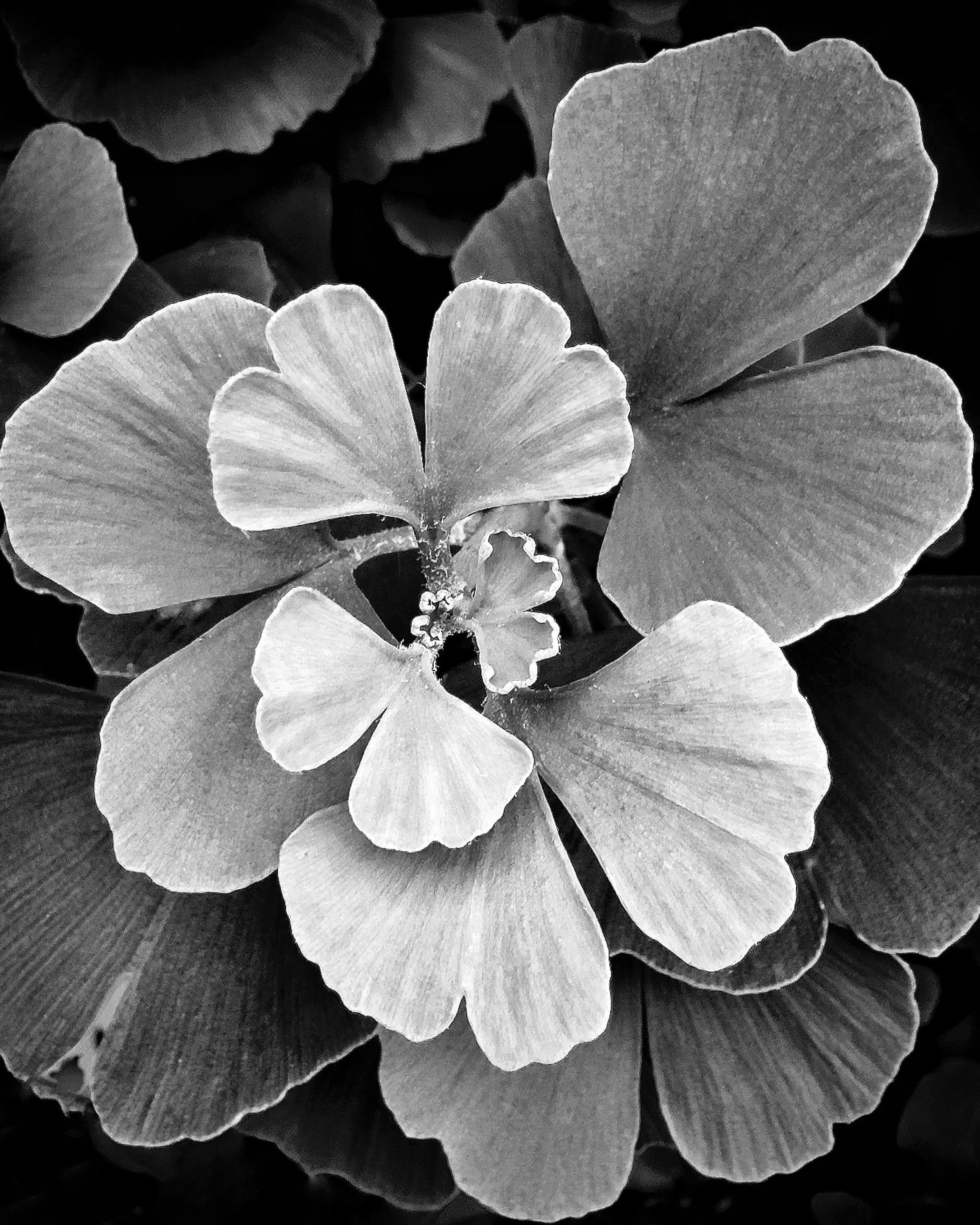 8x10 Gingko.jpg