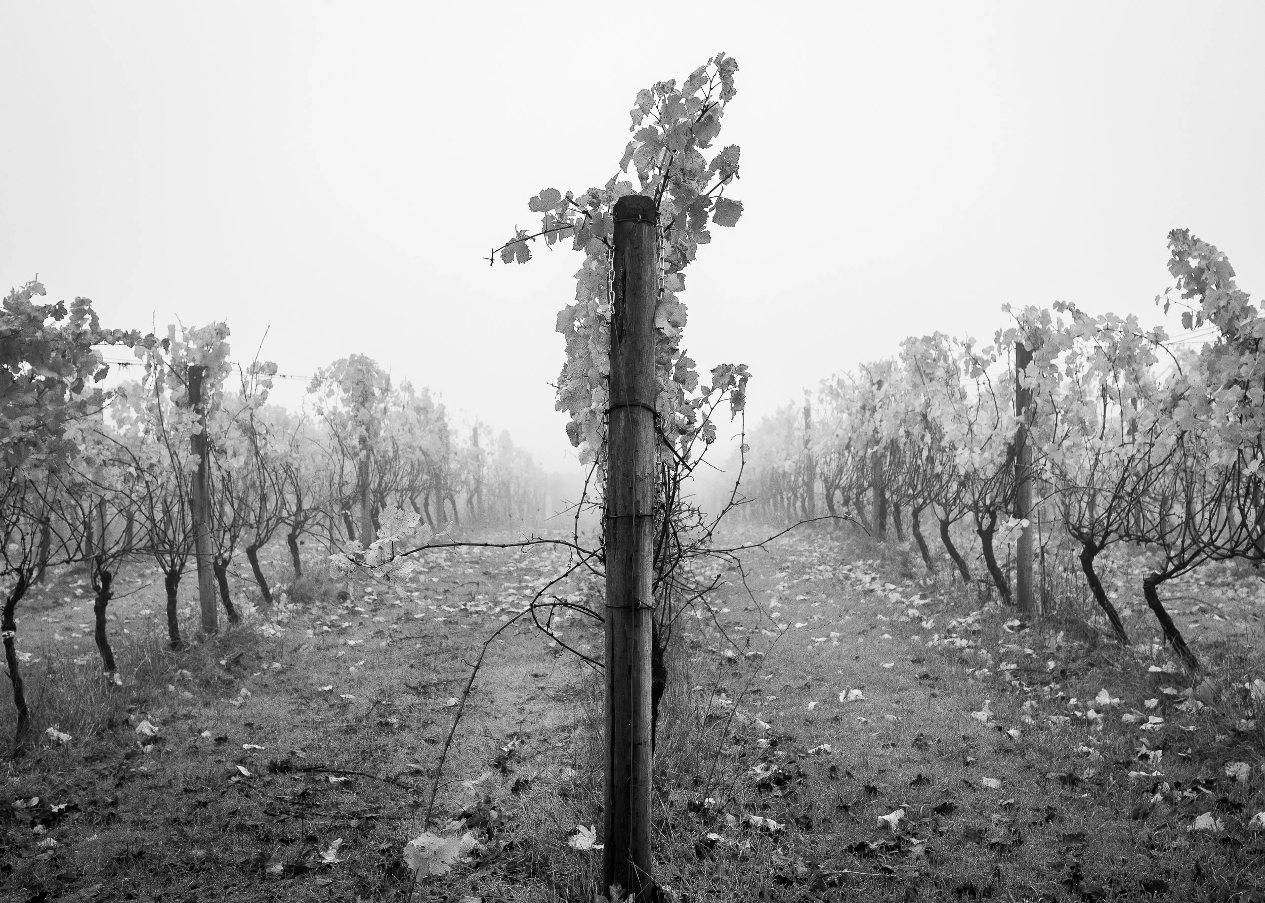 Fall Vineyard5x7.jpg