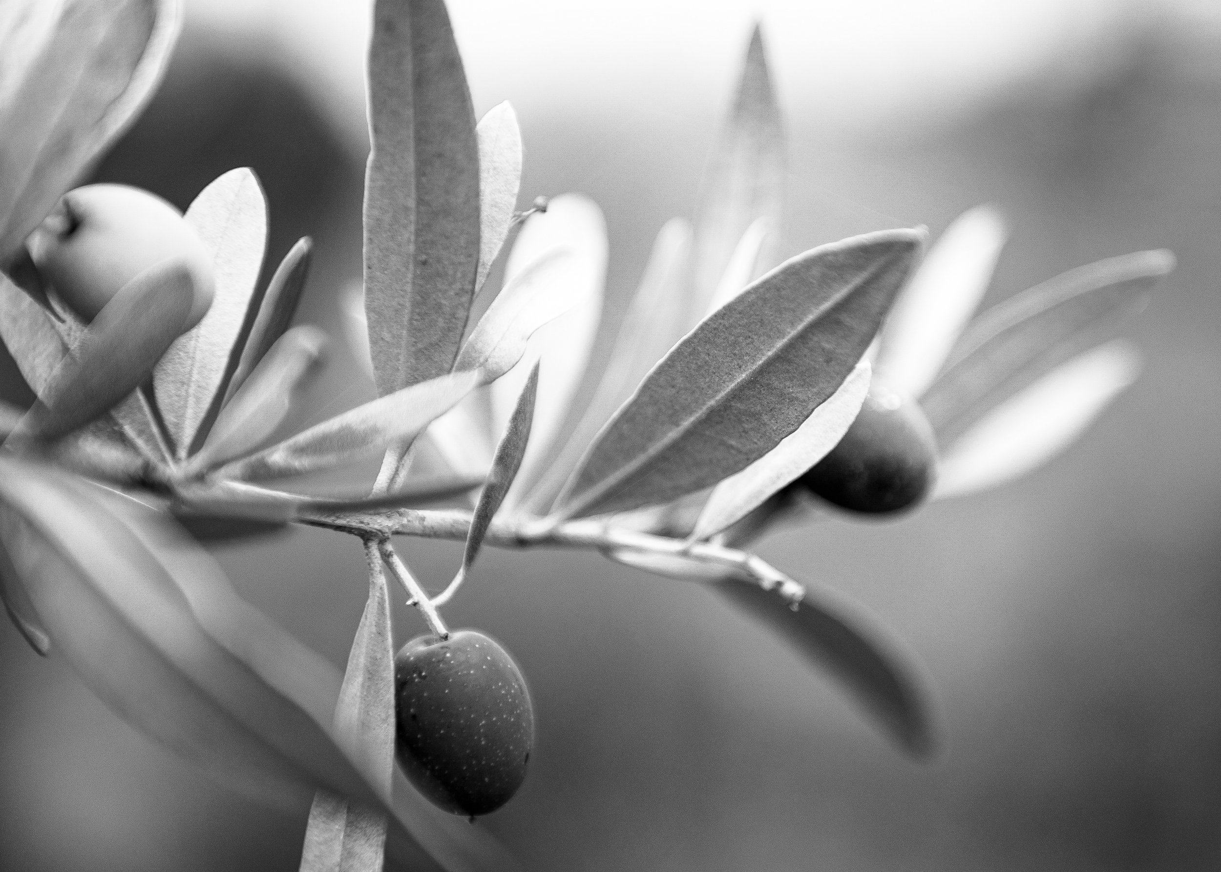 Olive Branch