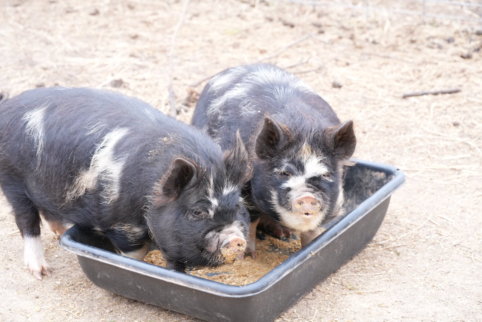 pigs eating.JPG
