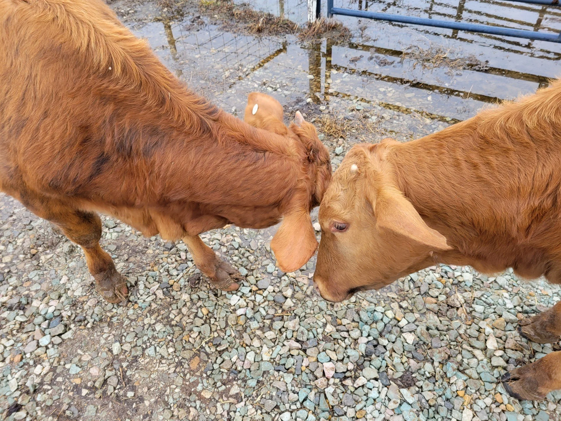 two small brown cows head to head - close up shot DITL April 2025.jpeg