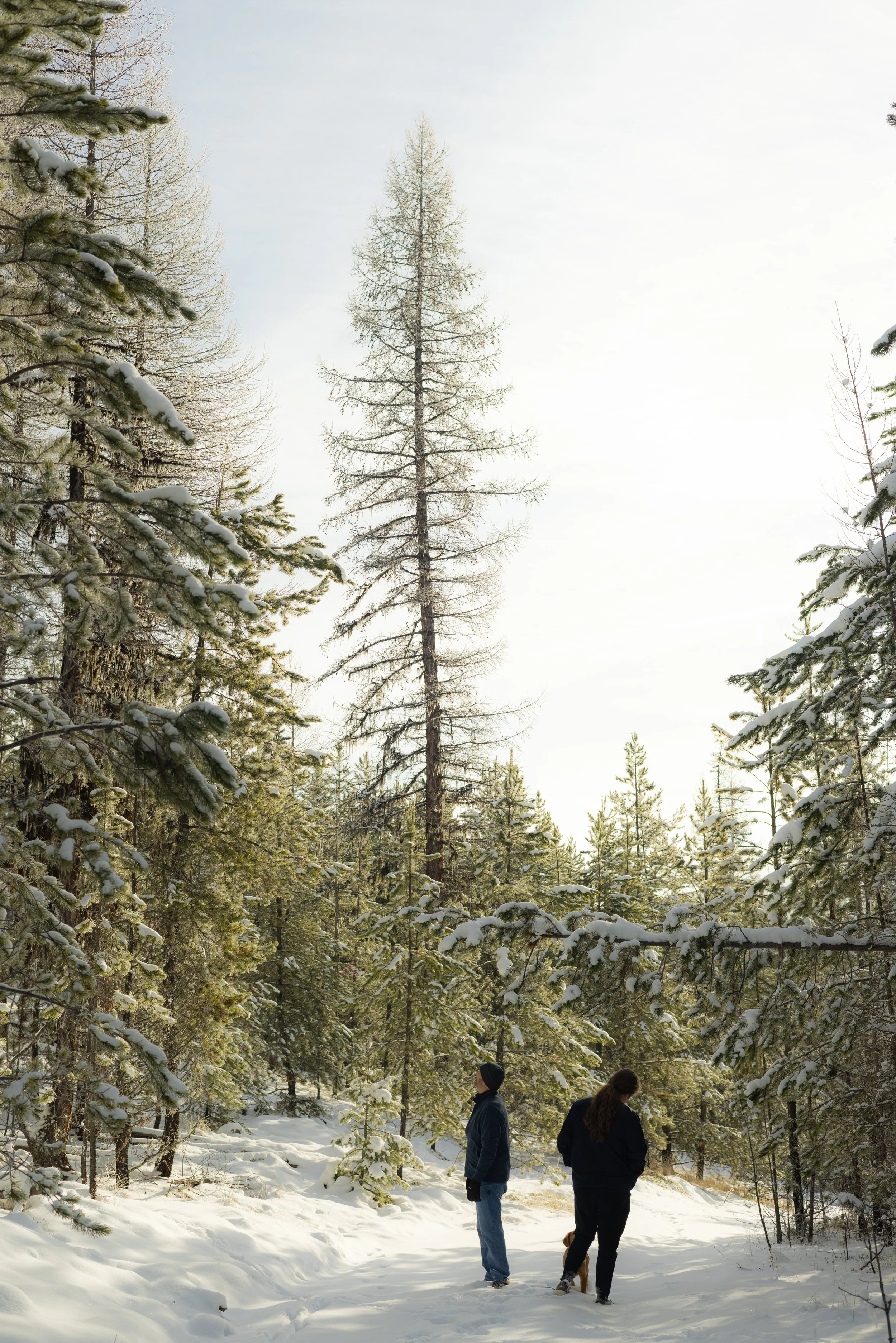 Two people with a dog walk through a snow-covered forest with tall pine trees.