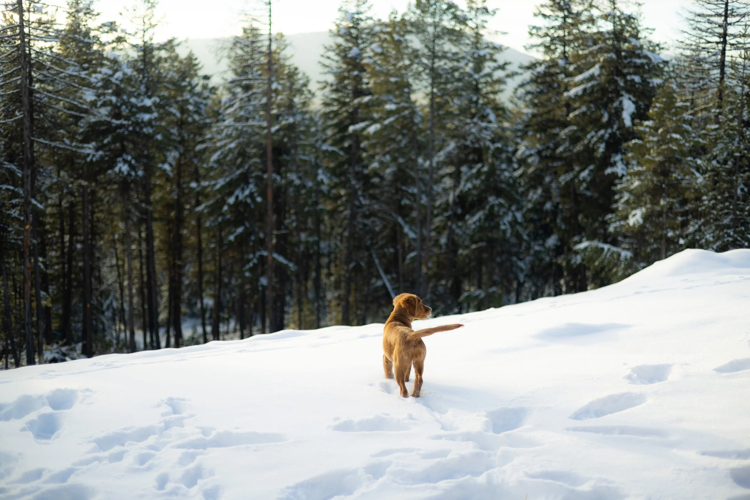 A small brown puppy walking through snow in a forest with tall evergreen trees.