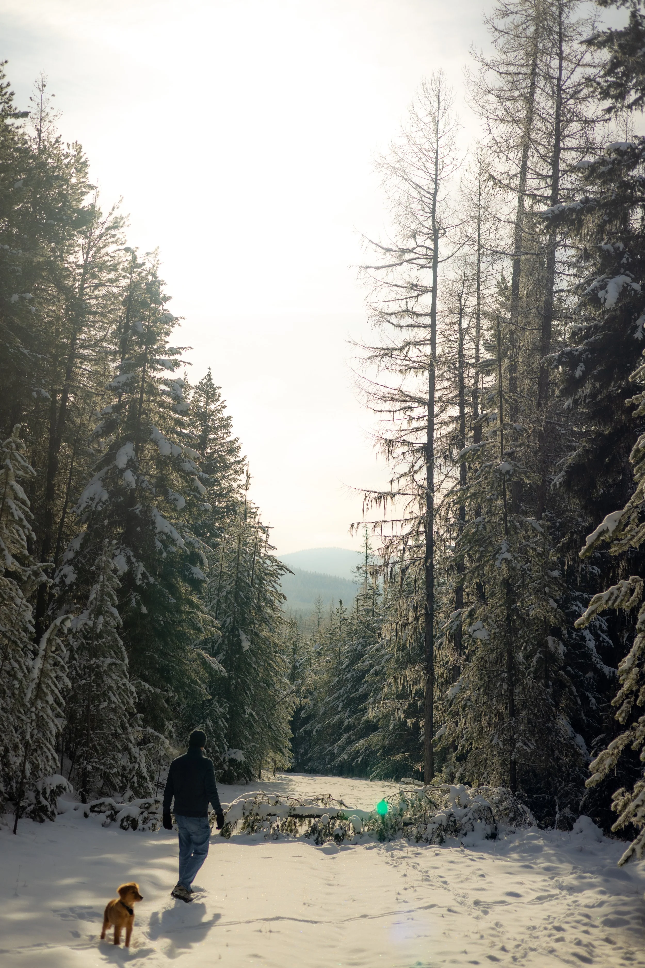 A person walking with a dog in a snowy forest surrounded by tall trees during daytime.