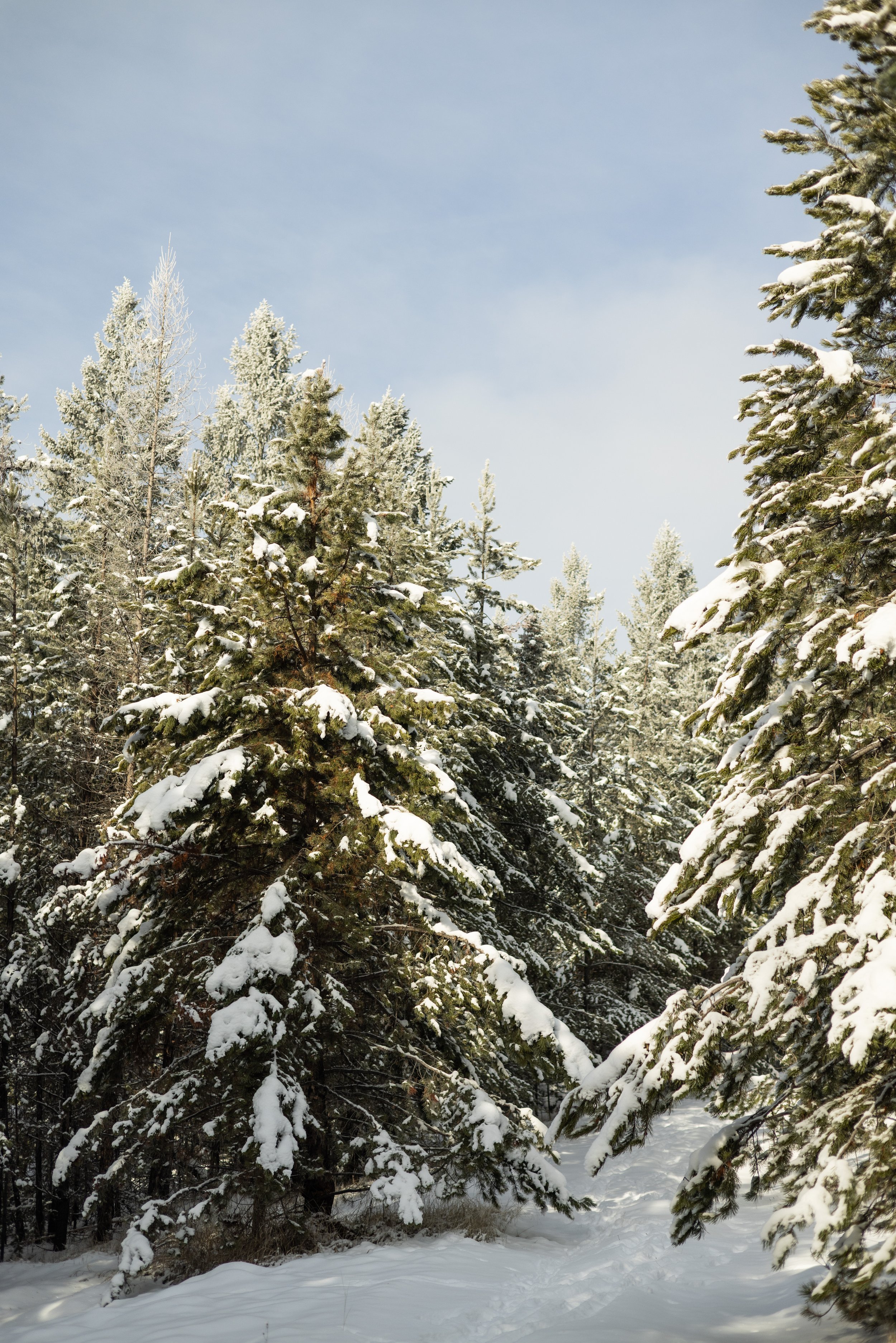 Snow-covered pine trees in a winter forest with a clear blue sky.