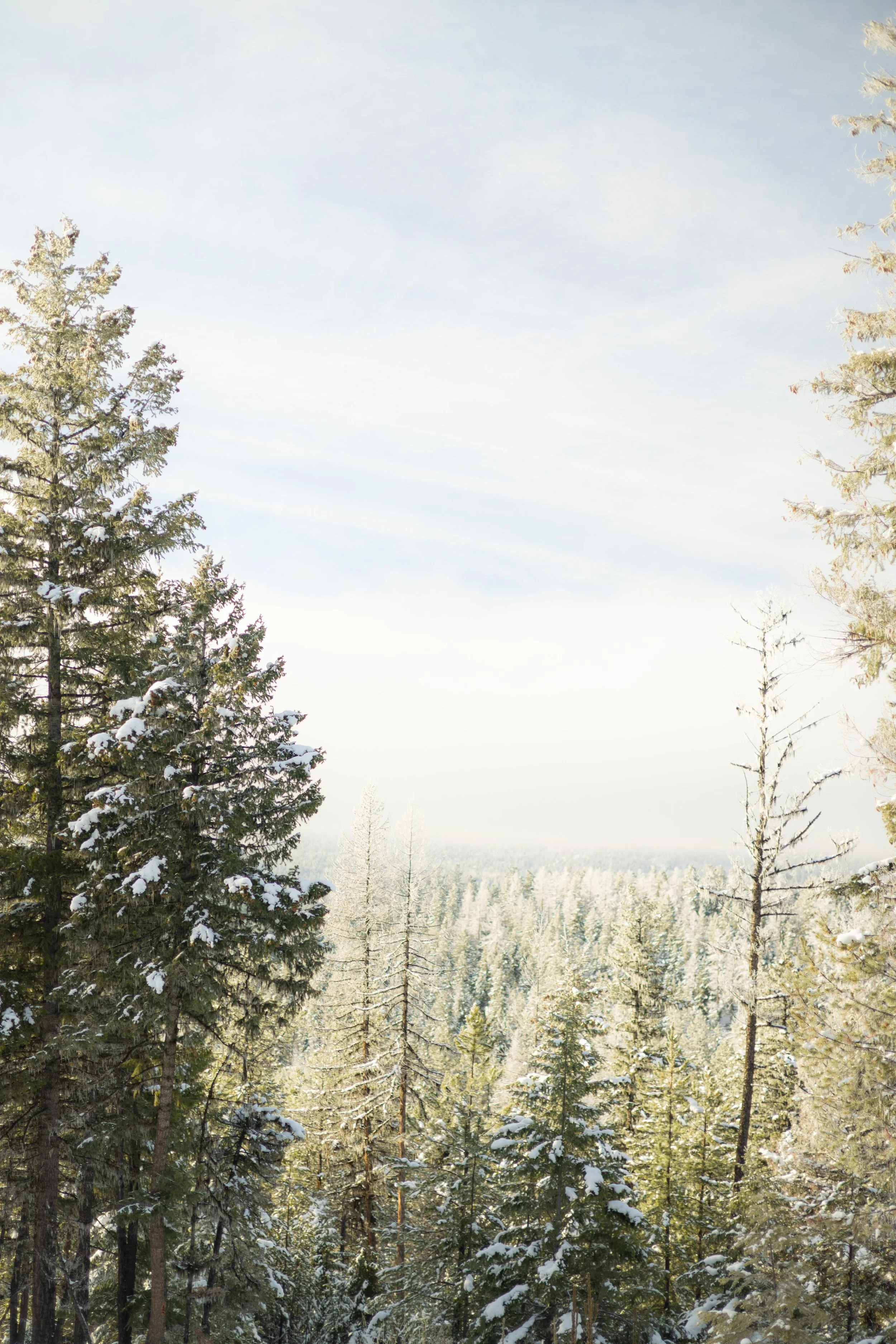 Snow-covered pine trees in a forest during winter with a cloudy sky in the background.
