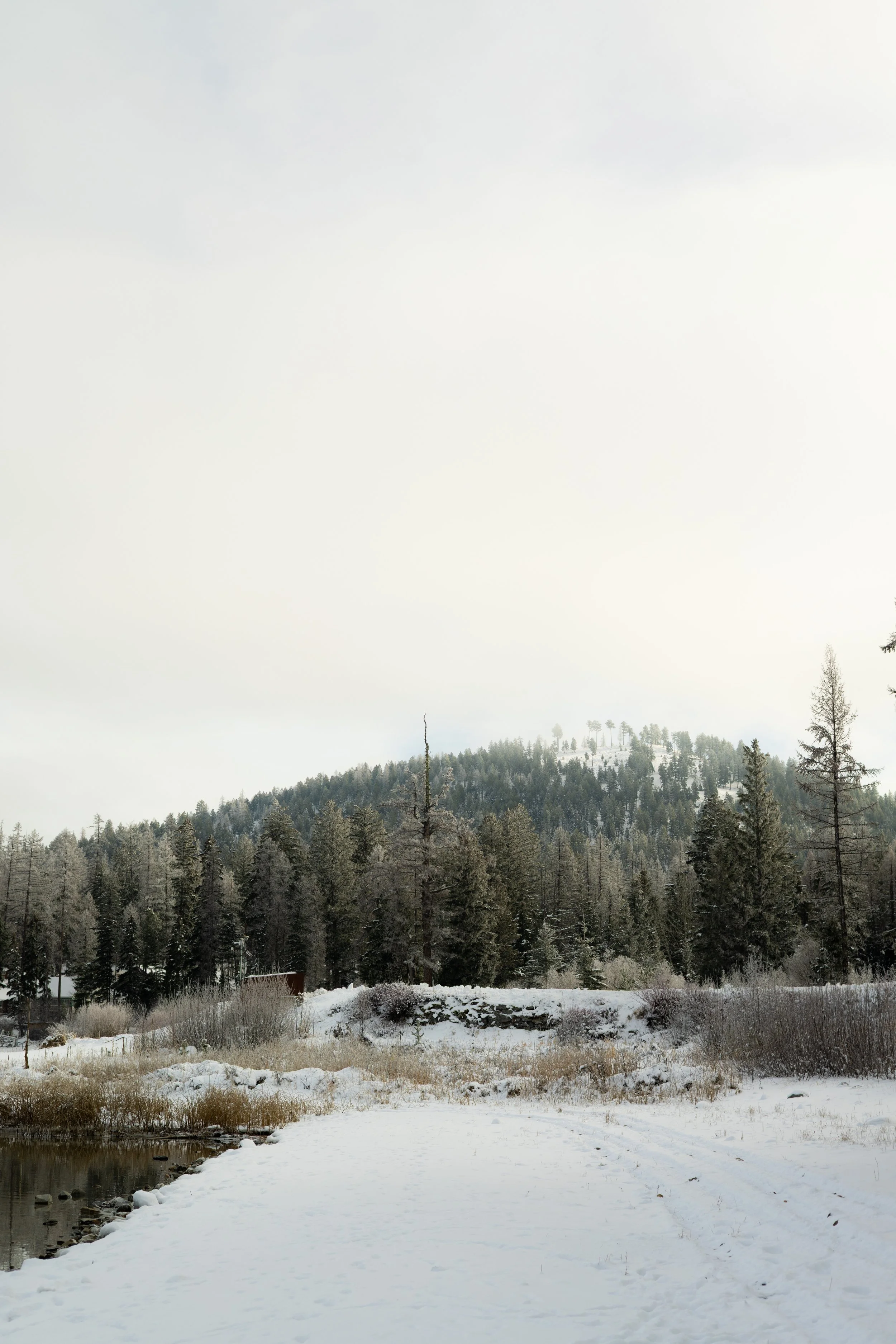 Snow-covered landscape with a forest and a mountain in the background under a cloudy sky.