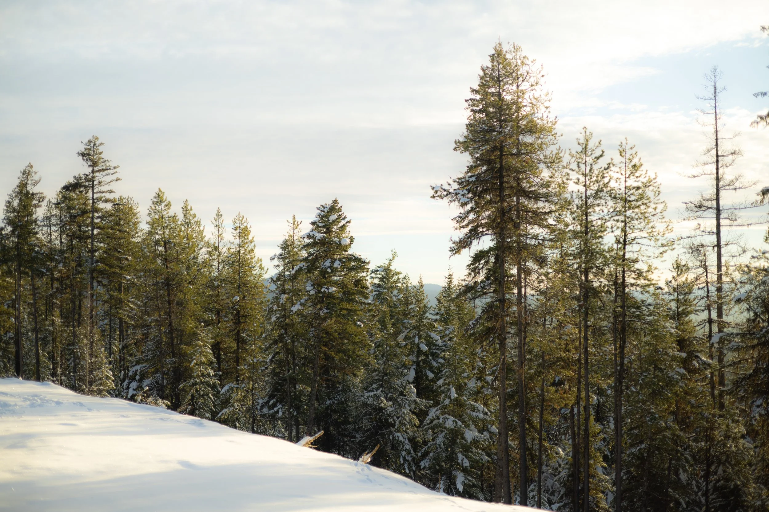 Snow-covered ground with tall evergreen trees in a forest under a cloudy sky.