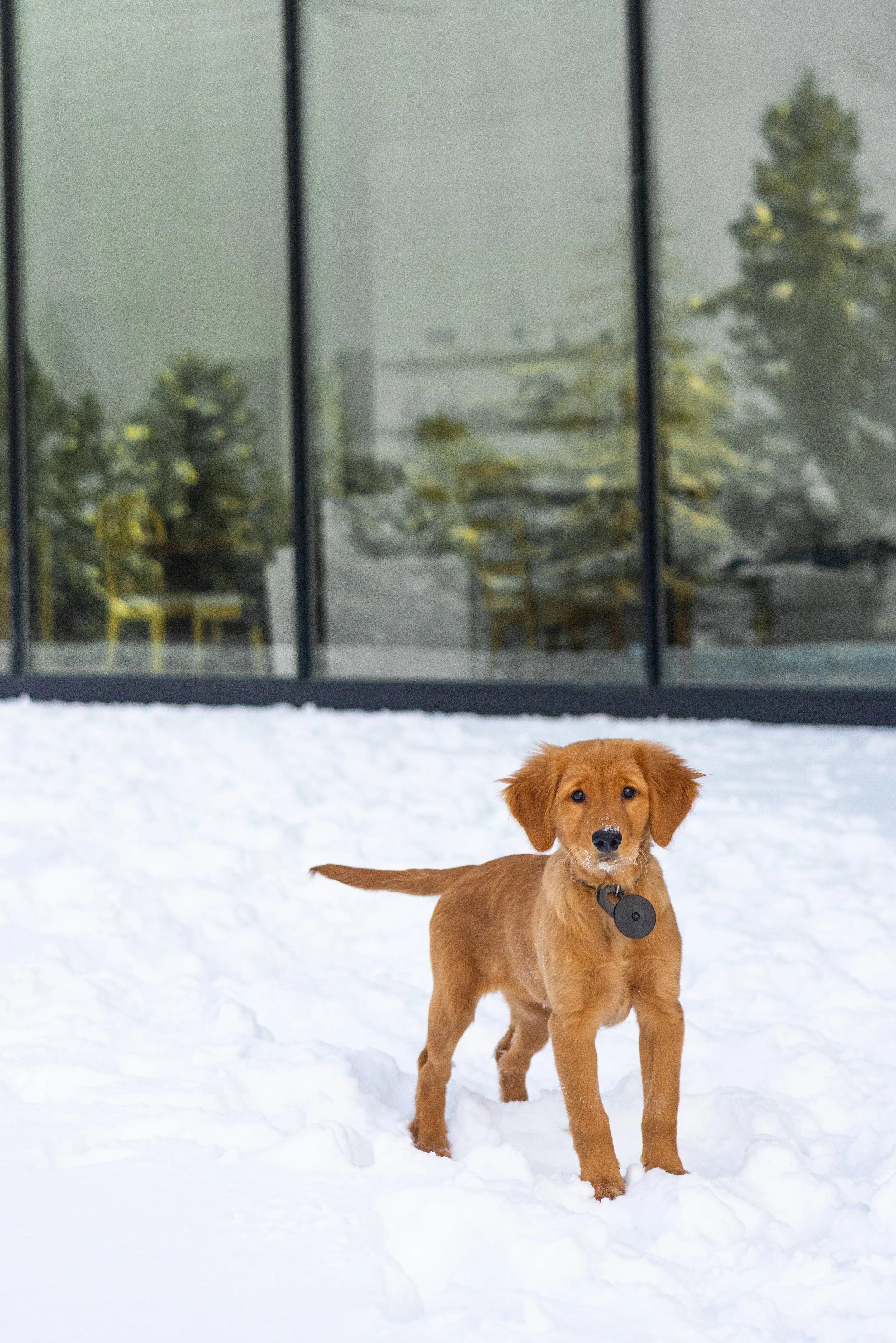 A brown puppy standing in snow outside, with a modern glass building and trees in the background.