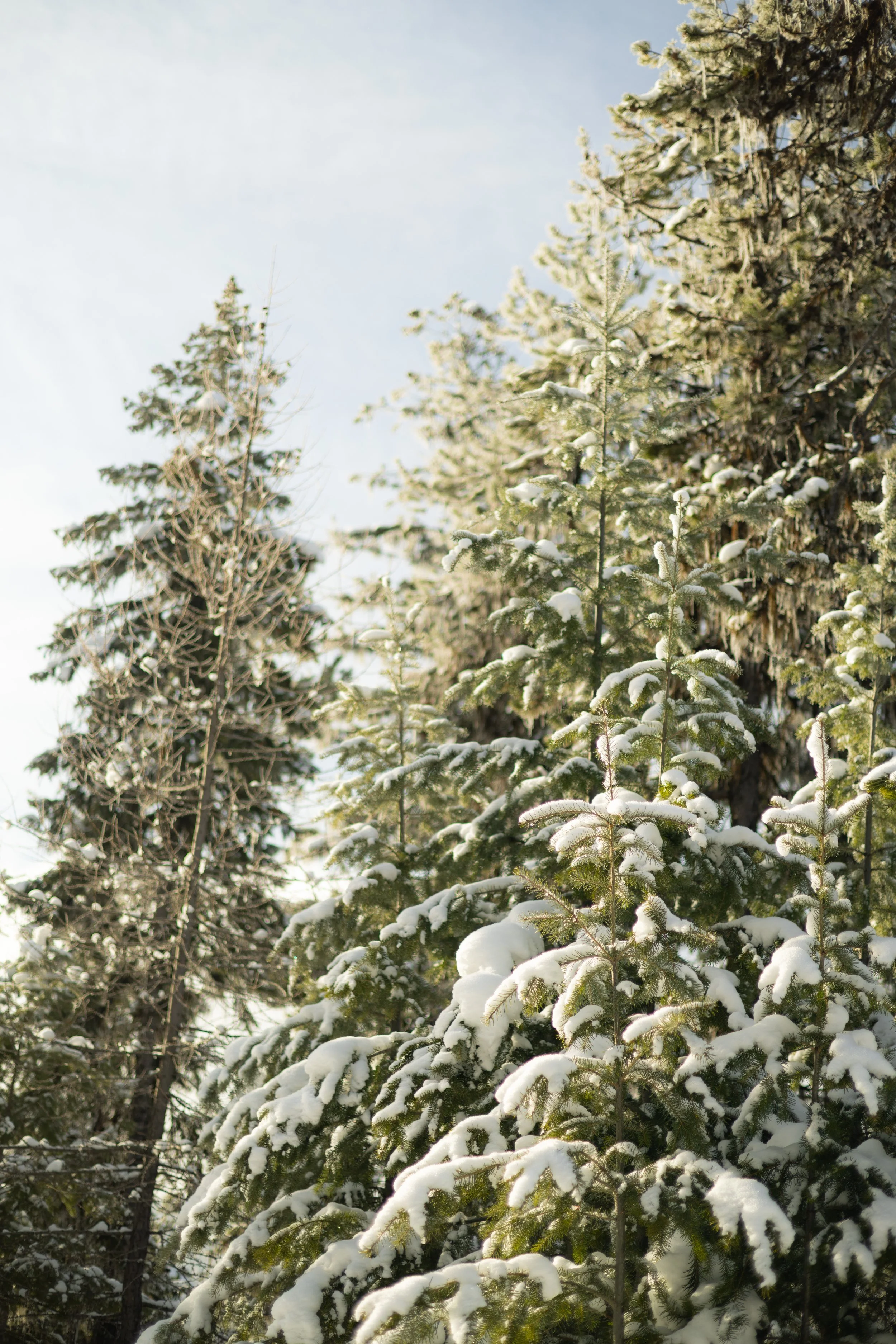 Snow-covered evergreen trees in a winter landscape with a clear sky.