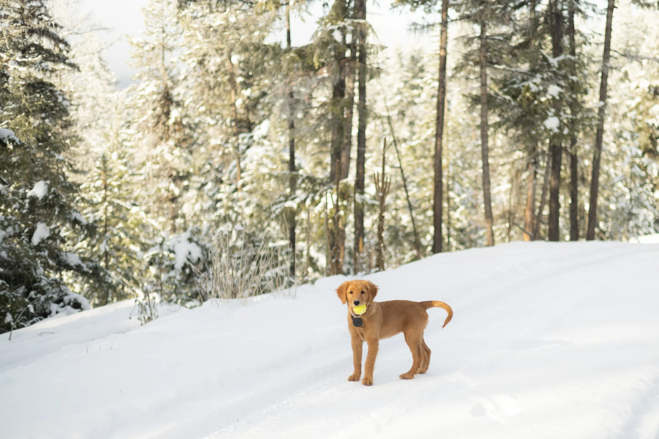 A young brown dog stands in the snow outdoors, holding a yellow tennis ball in its mouth, with a forest of snow-covered trees in the background.